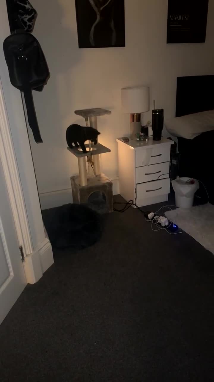 Mixed Breed cats for sale: Playful black kitten - Video 1