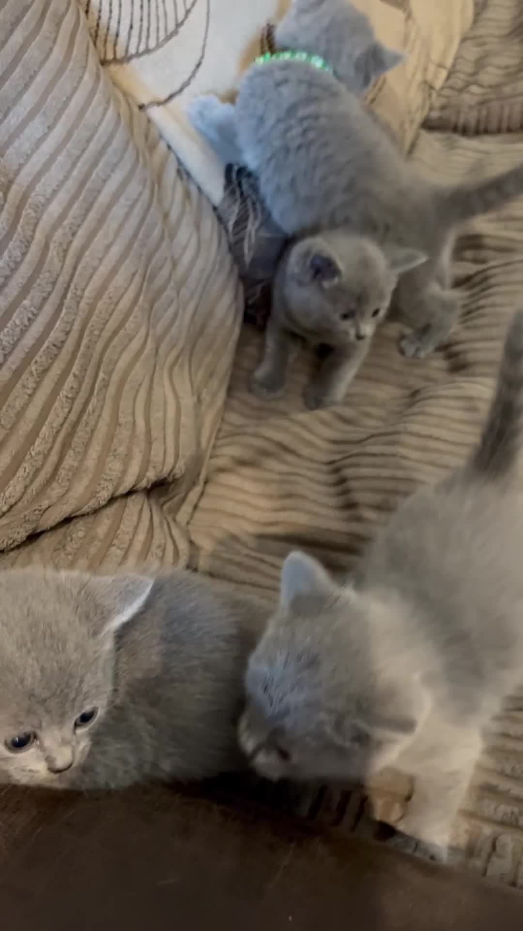 British Shorthair cats for sale: British Shorthair kittens  - Video 1