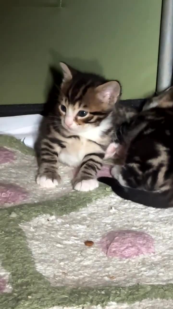 Bengal cats for sale: Beautiful Half Bengal Kittens for Sale  in Portsmouth - Video 2