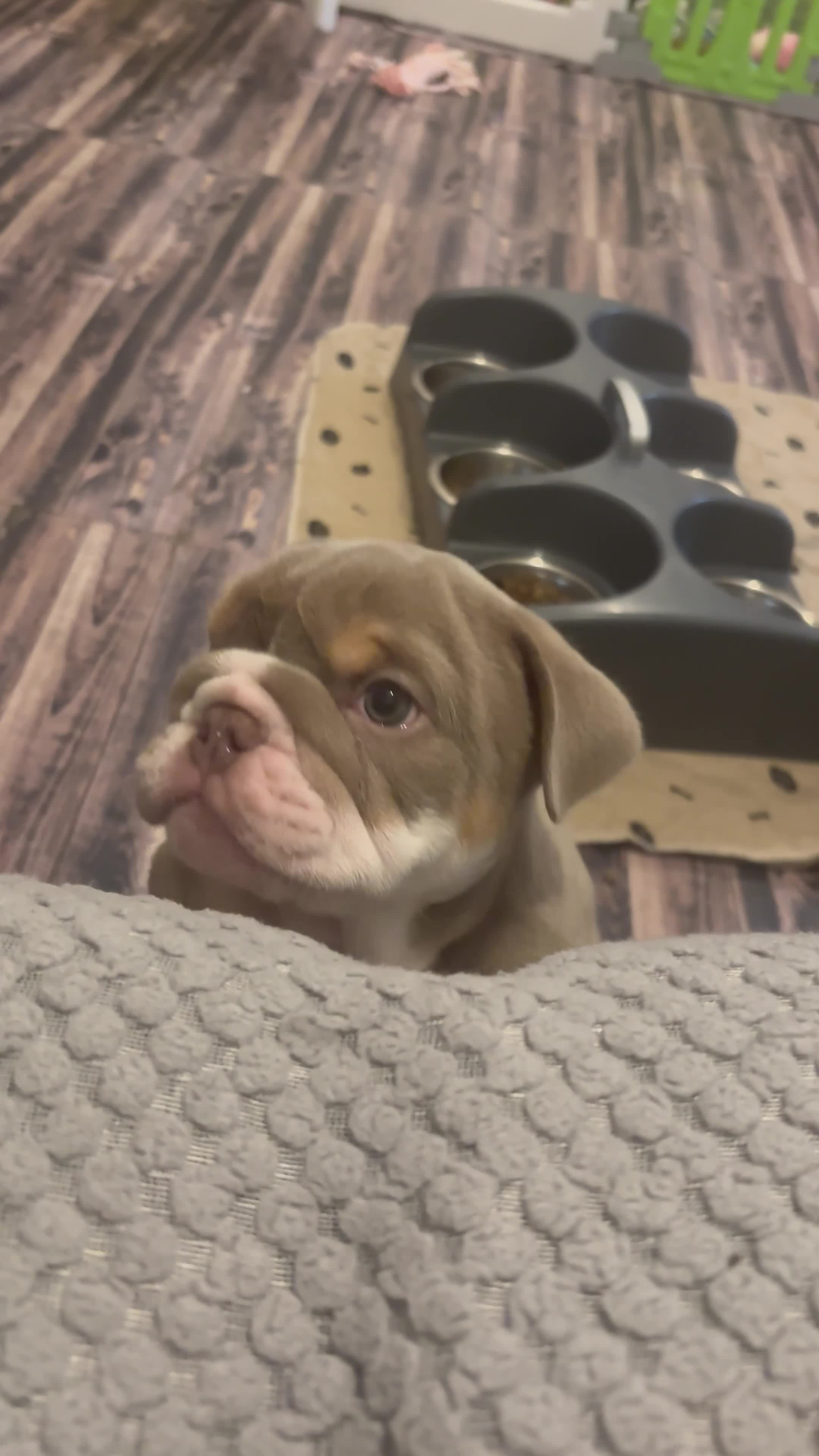 English Bulldog dogs for sale: 8 Week old English Bulldog puppies. - Video 2