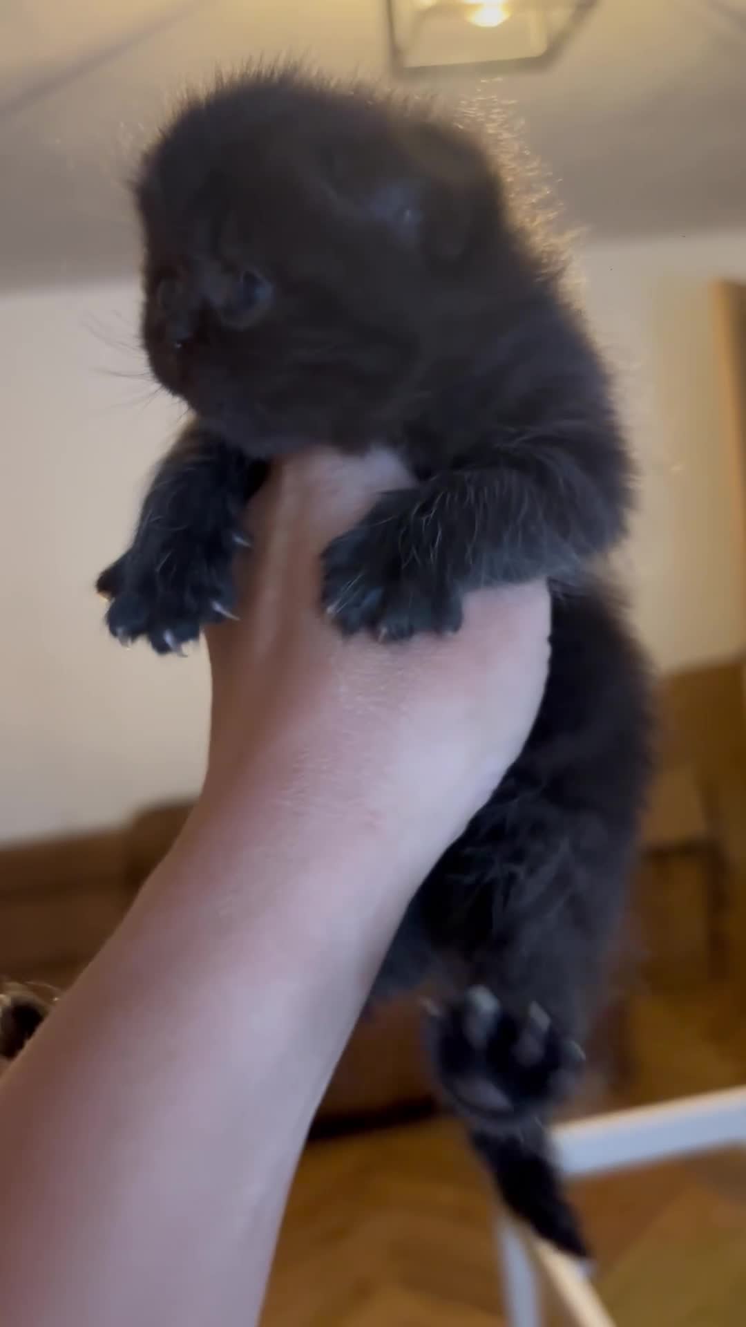 Exotic cats for sale: 2 high quality exotic females  - Video 2