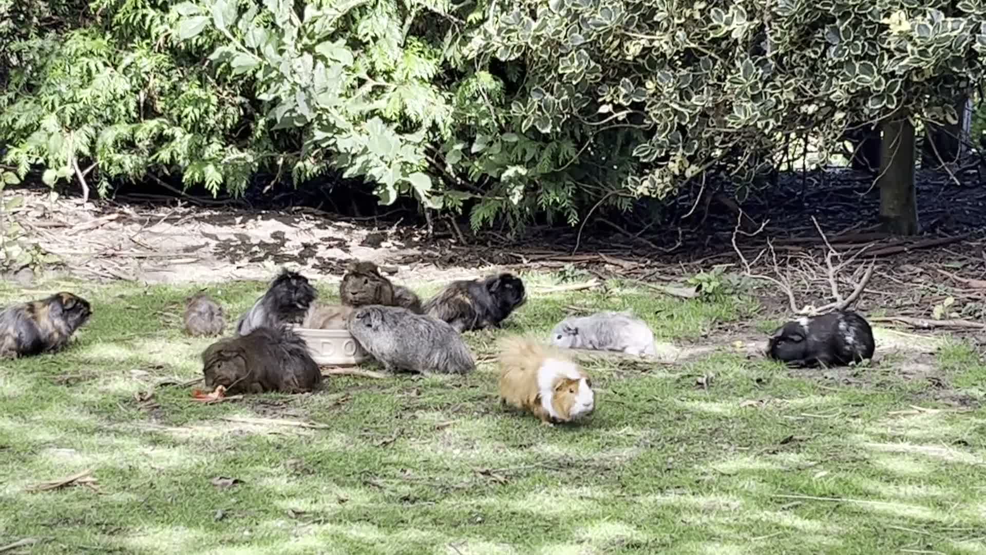 Guinea Pig rodents for sale: Beautiful baby boys, and adult boys. - Video 1
