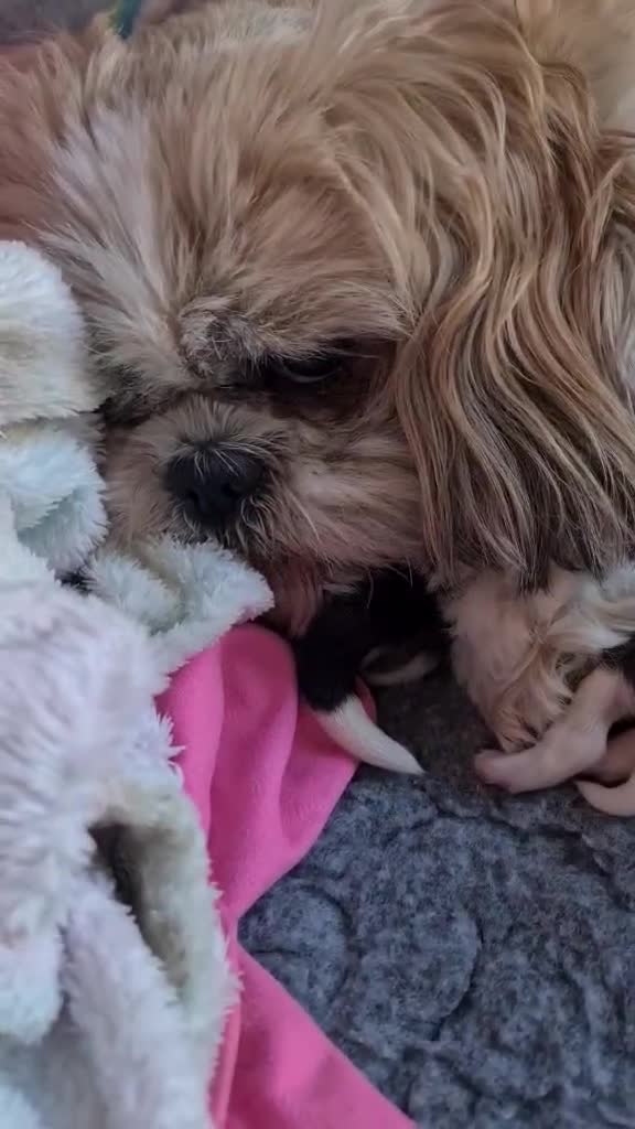 Shih Tzu dogs for sale: Shih-Tzu Puppies For Sale in Bellshill - Video 1