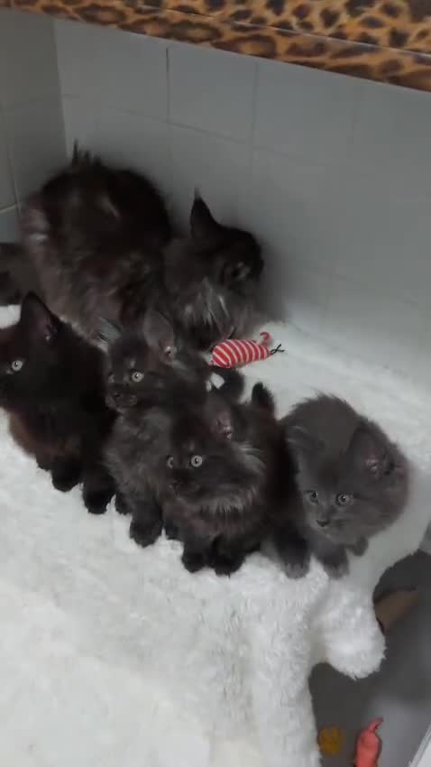 Maine Coon cats for sale: Beautiful big maine Coon babies  - Video 1