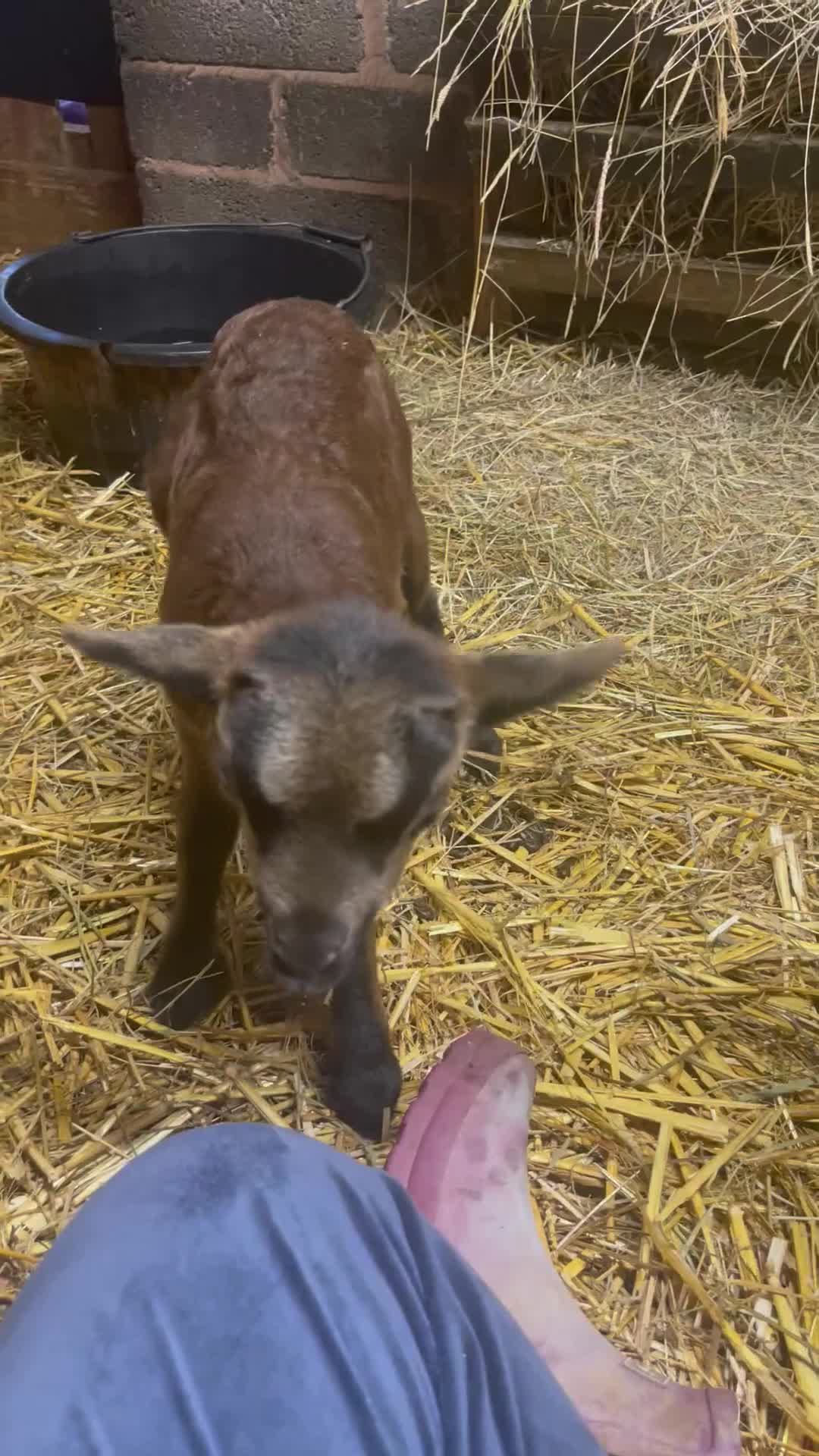 Sheep livestock for sale: Pedigree rare breed Cameroon lambs - Video 1