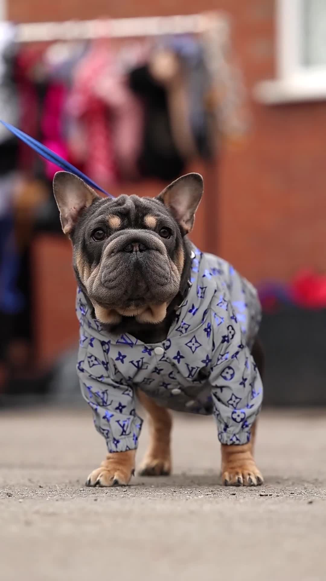 French Bulldog dogs for stud:  **  French Bulldog Stud - Video 2