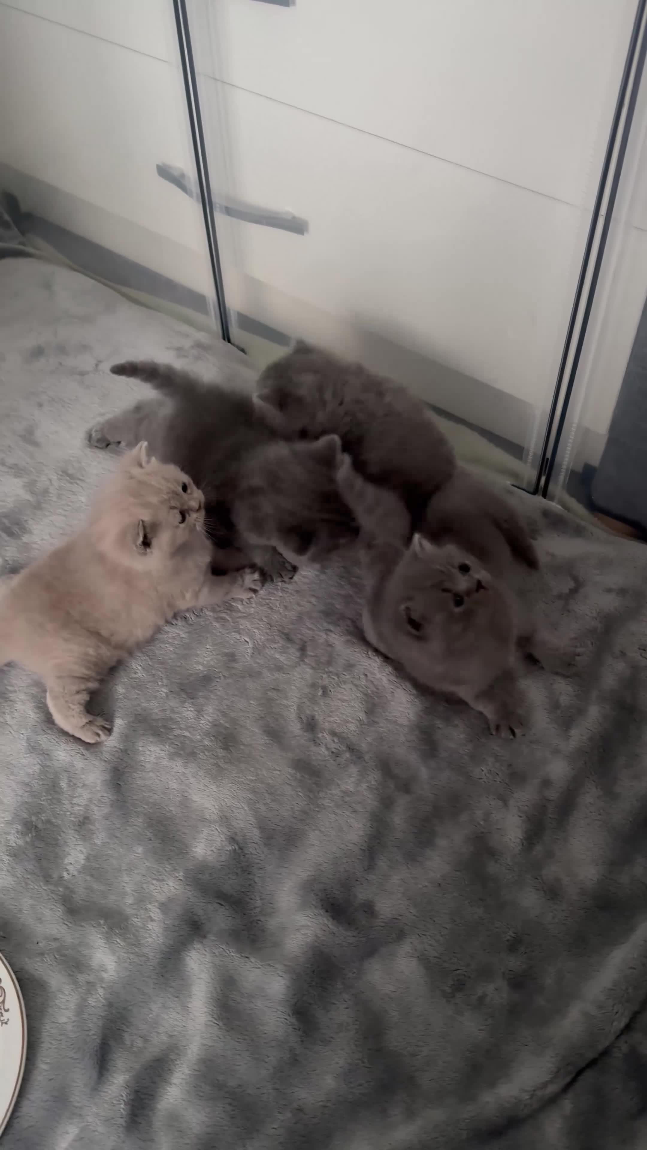 British Shorthair cats for sale: 4 BIG Boys ,British Shorthair Kittens 🐱  - Video 2