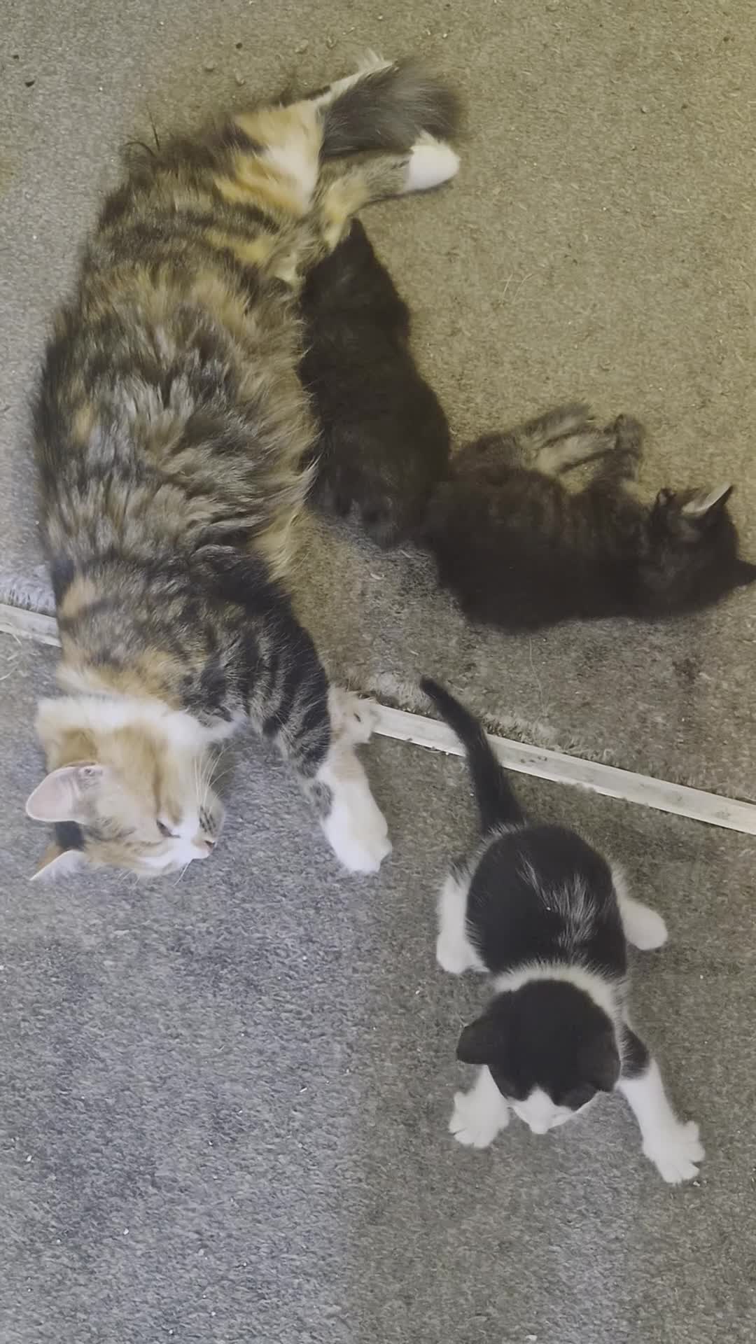Mixed Breed cats for sale: 8 week old beautiful kittens in Didcot - Video 1
