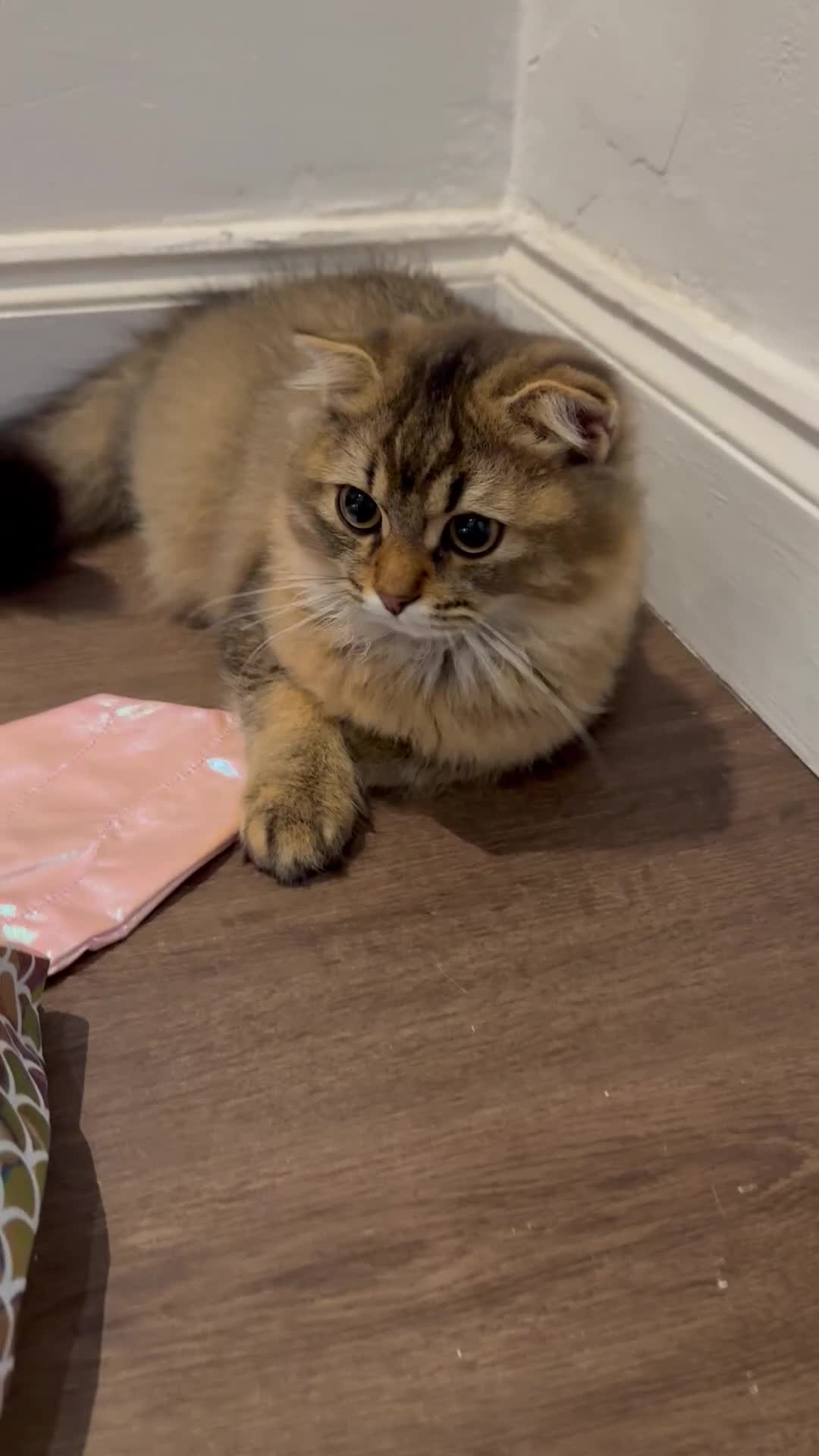 British Longhair cats for sale: Half British half Scottish fold male kitten  - Video 1