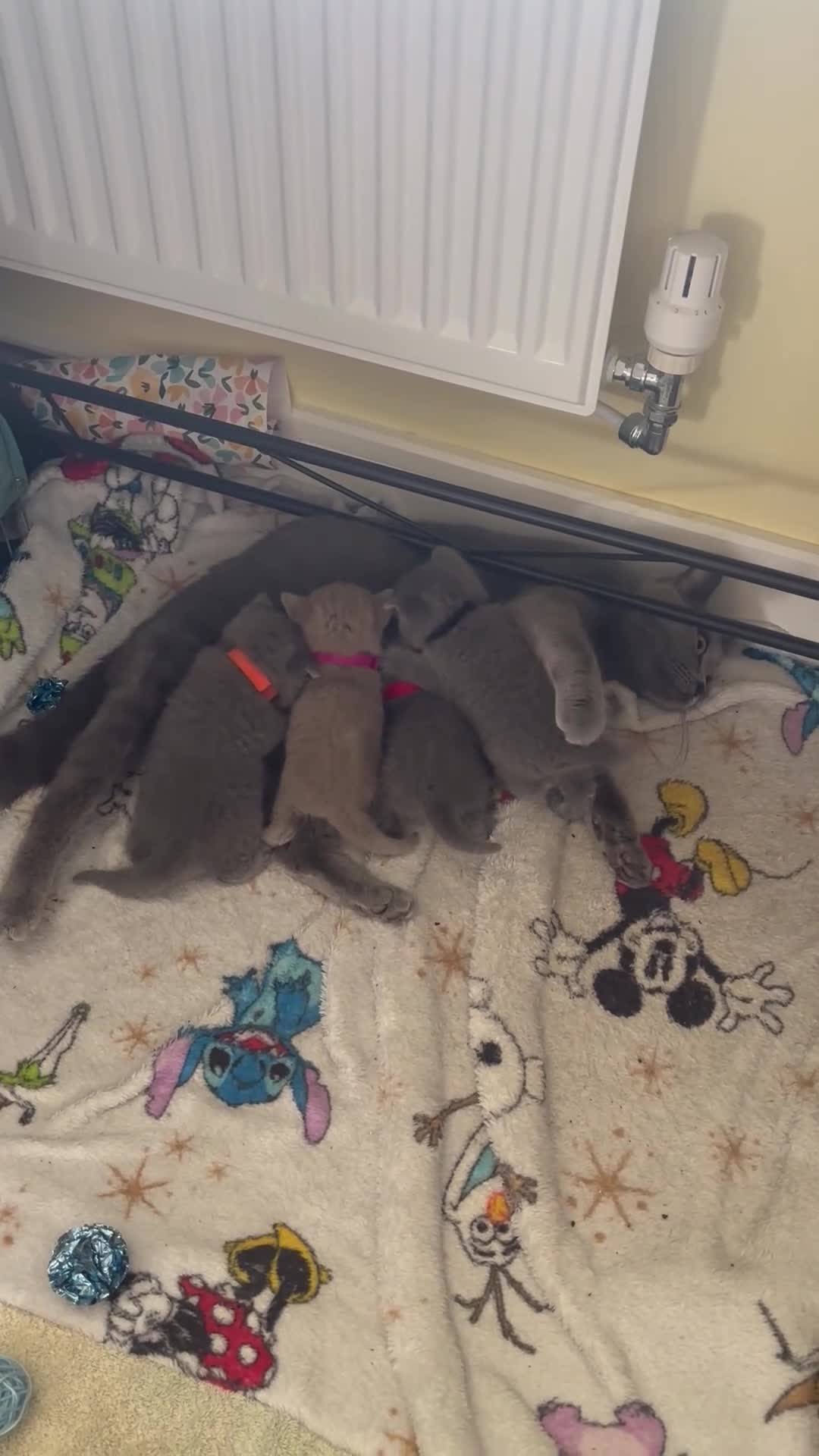 British Shorthair cats for sale: Blue and lilac British shorthair kittens  - Video 1