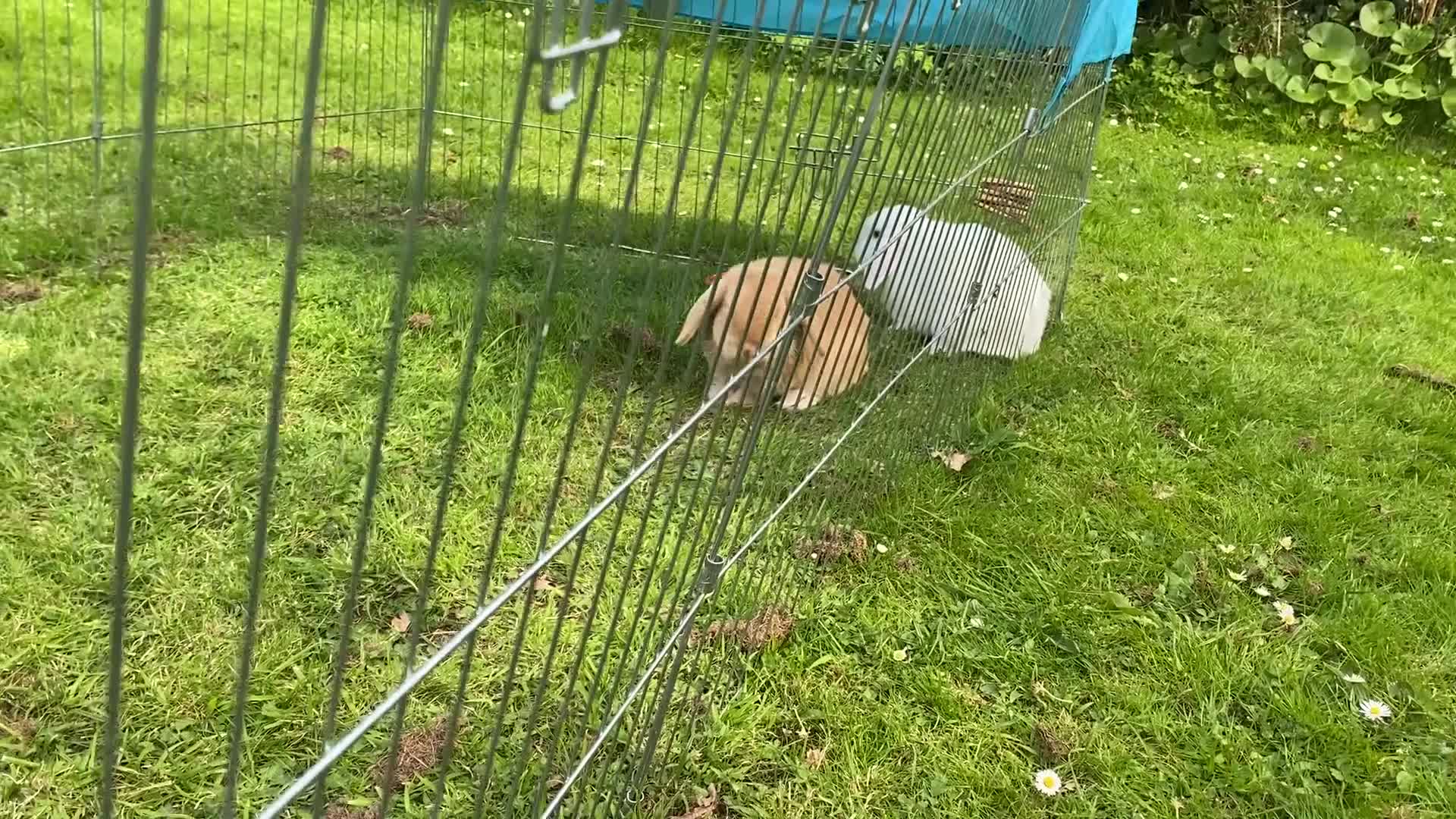 Dwarf Lop rabbits for sale: Carrot and Parnsip Dwarf Lop Rabbits - Video 1