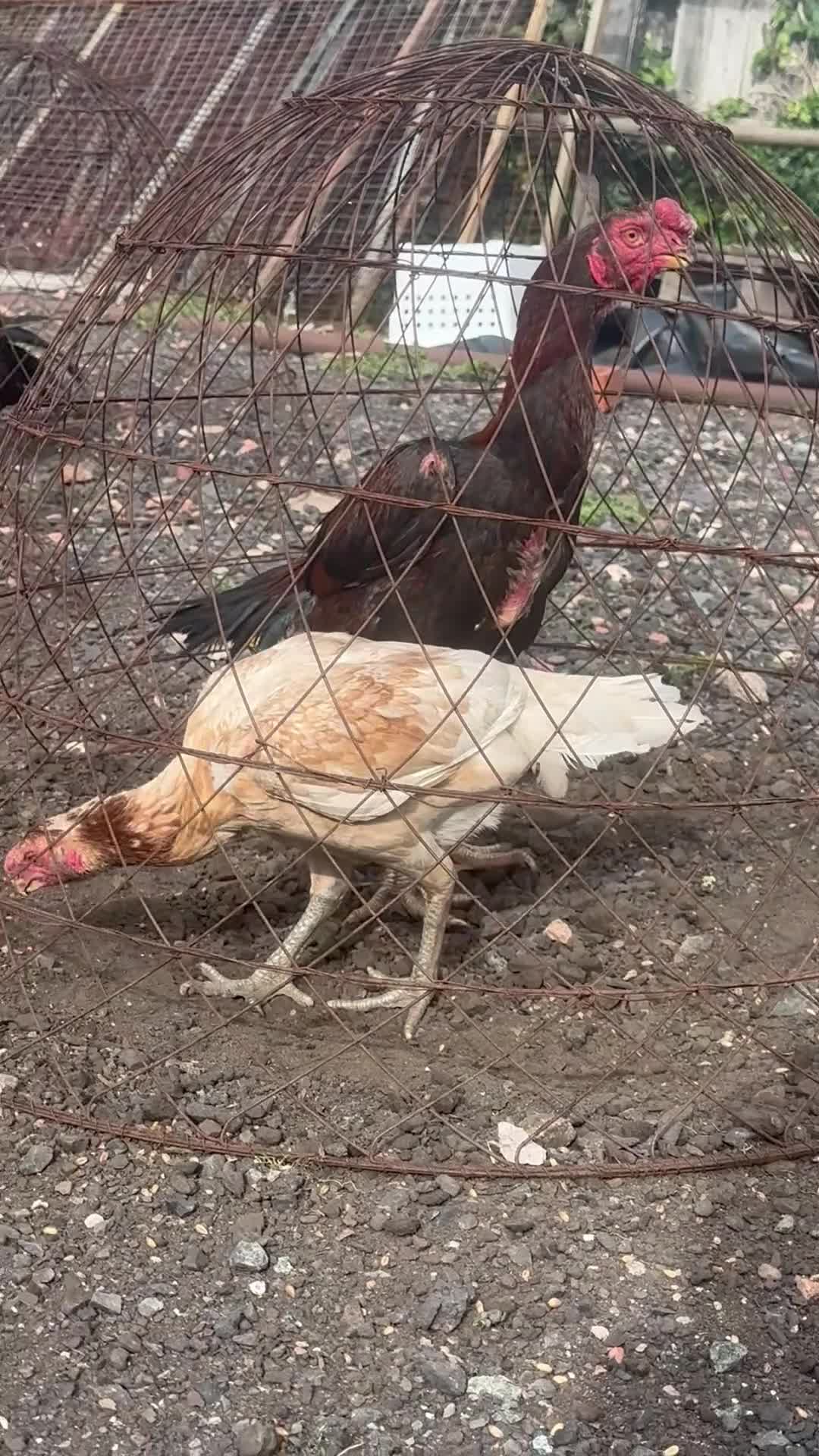 Chickens poultry for sale: Indian Parrot Beak pair not Aseel Asil Shamo Thai - Video 2
