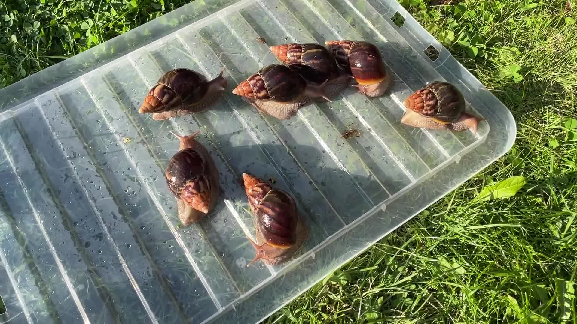 Snails invertebrates for sale: Giant African Snails for sale! - Video 1