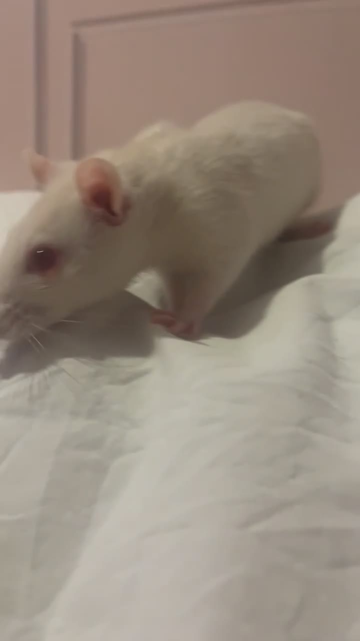 Rat rodents for sale: 2 Female Baby Rats for sale - Video 1