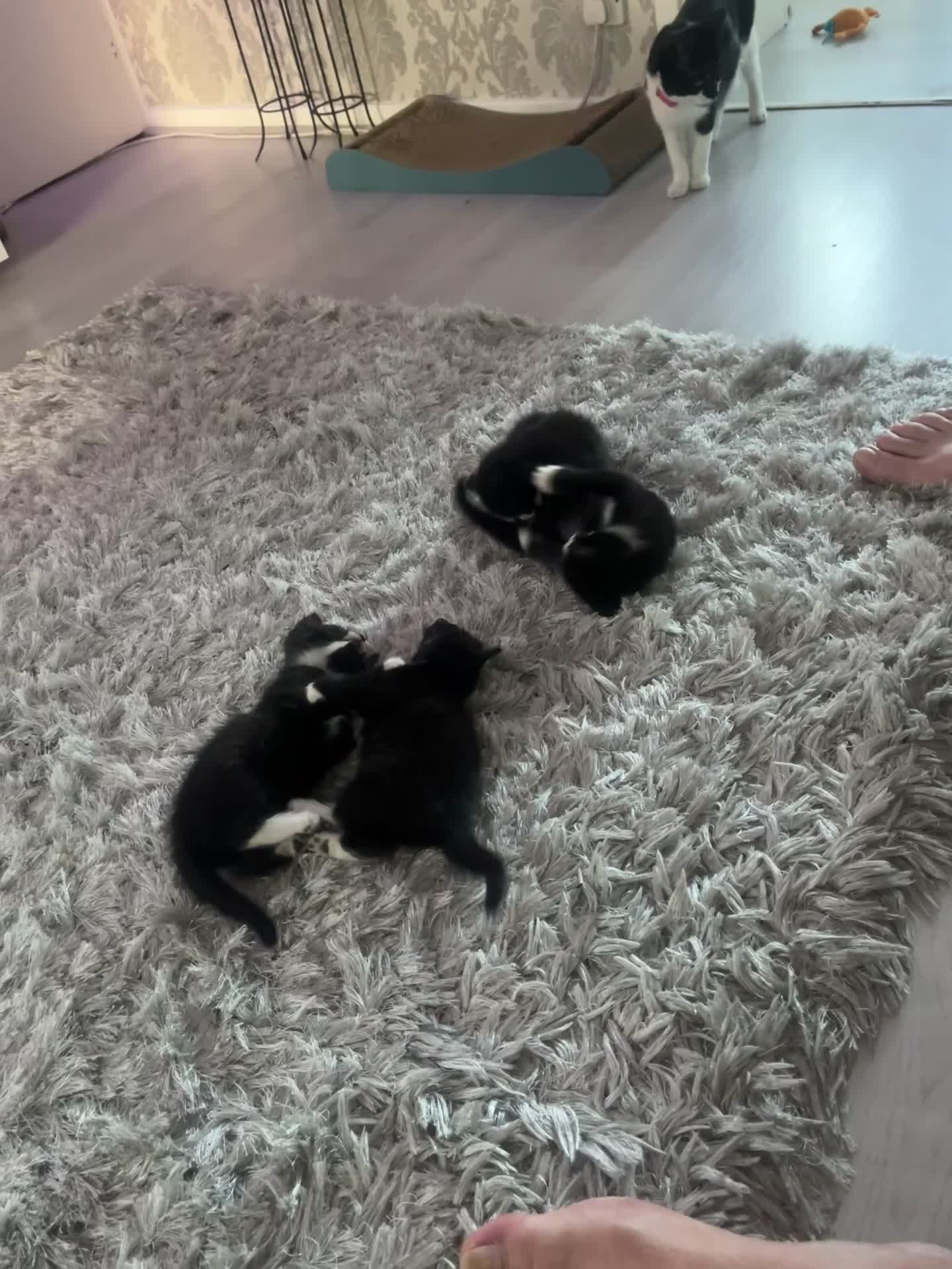 Mixed Breed cats for sale: Adorable playful little girls in Newcastle upon Tyne - Video 1