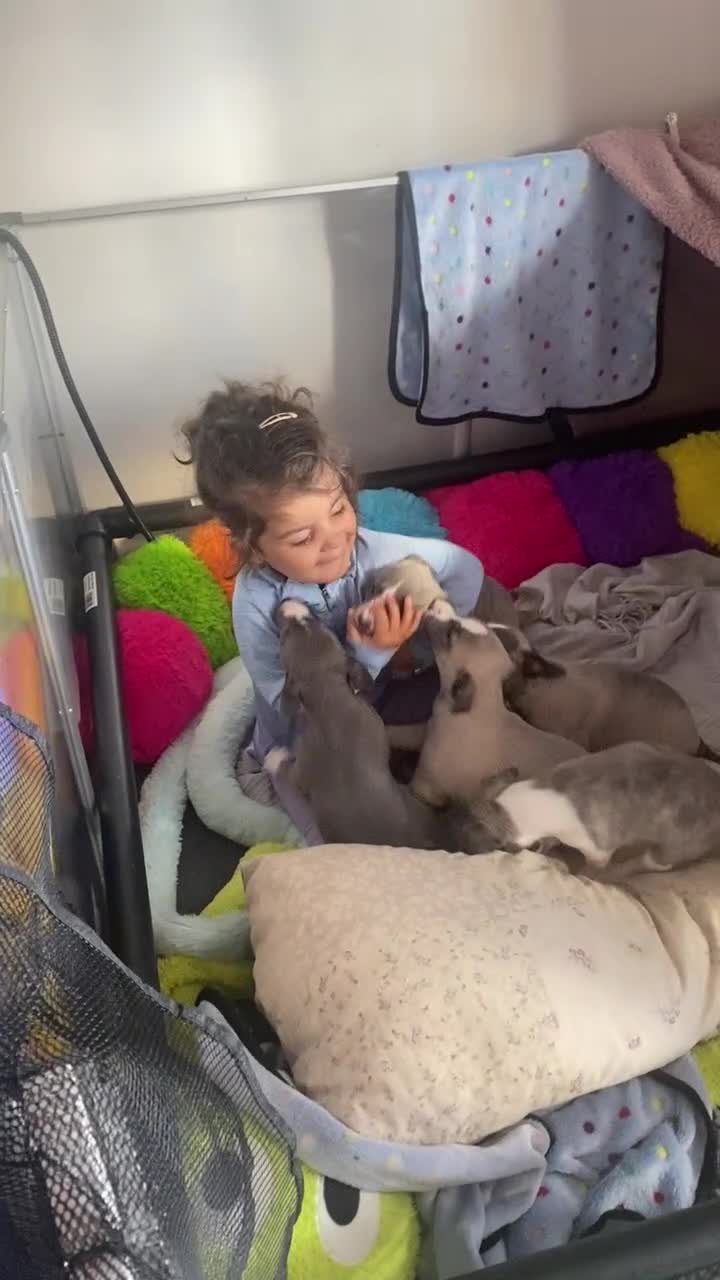 Whippet dogs for sale: NEW KIDS ON THE BLOCK /STUNNING  RKC LITTER  - Video 3