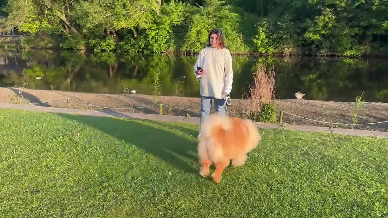 Chow Chow dogs for sale: Chow chow  - Video 1