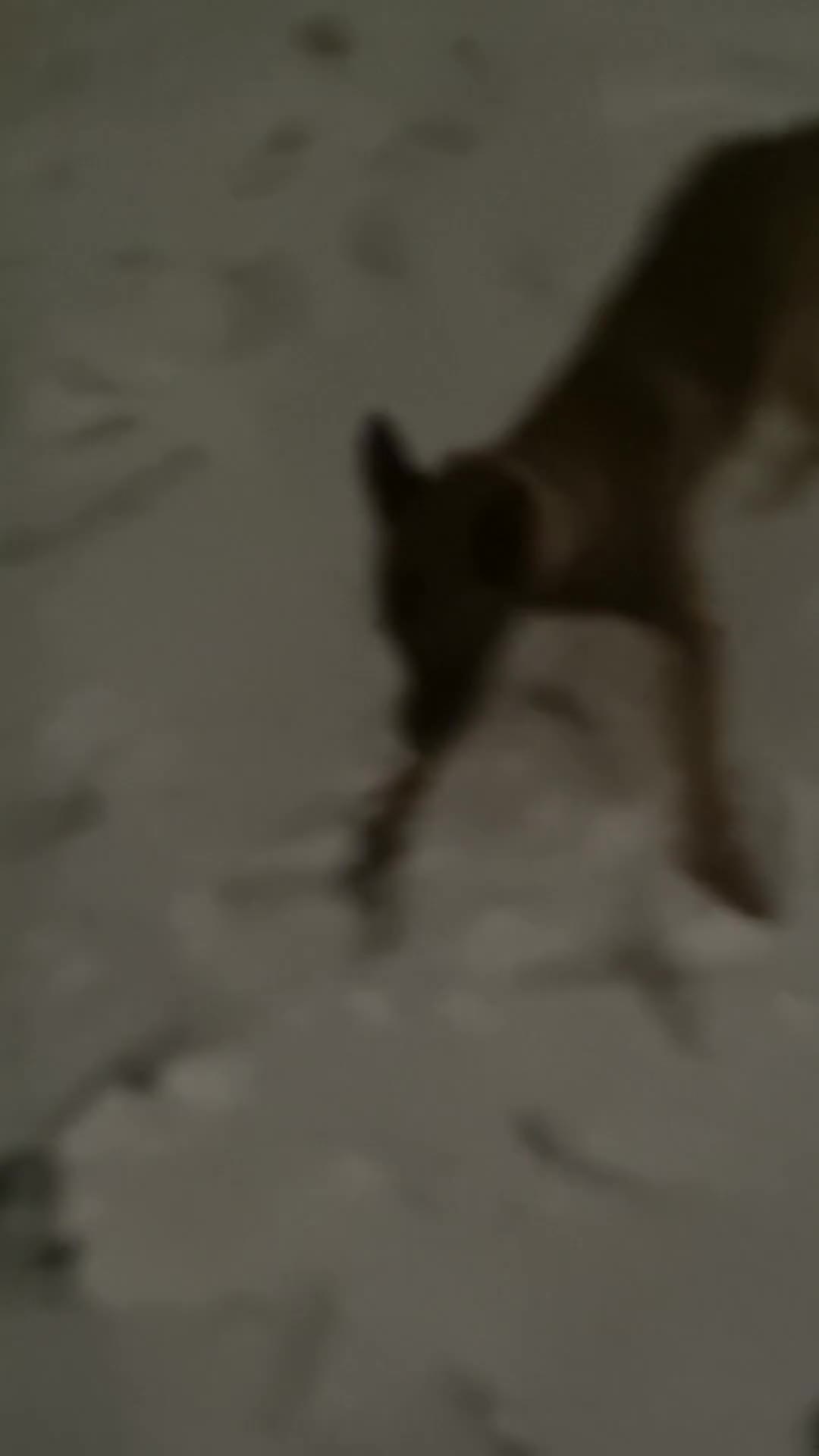 Belgian Shepherd Dog dogs for sale: zara  - Video 1