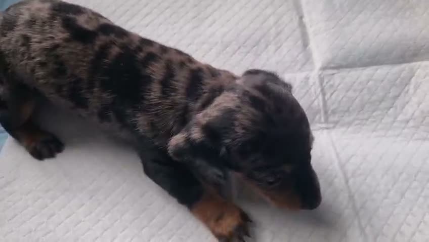 Dachshund dogs for sale: MINI dachshund LONG HAIRED 🐶 - Video 1