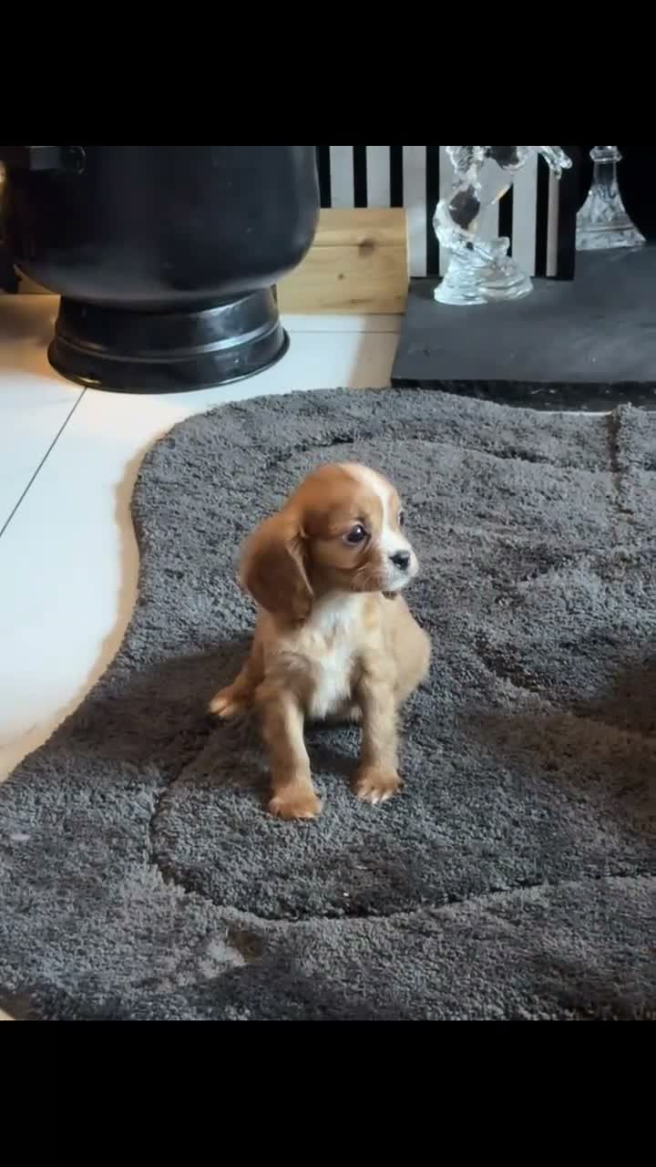 Cavalier King Charles Spaniel dogs for sale: KC registered DNA clear Cavalier pups, ready now - Video 1