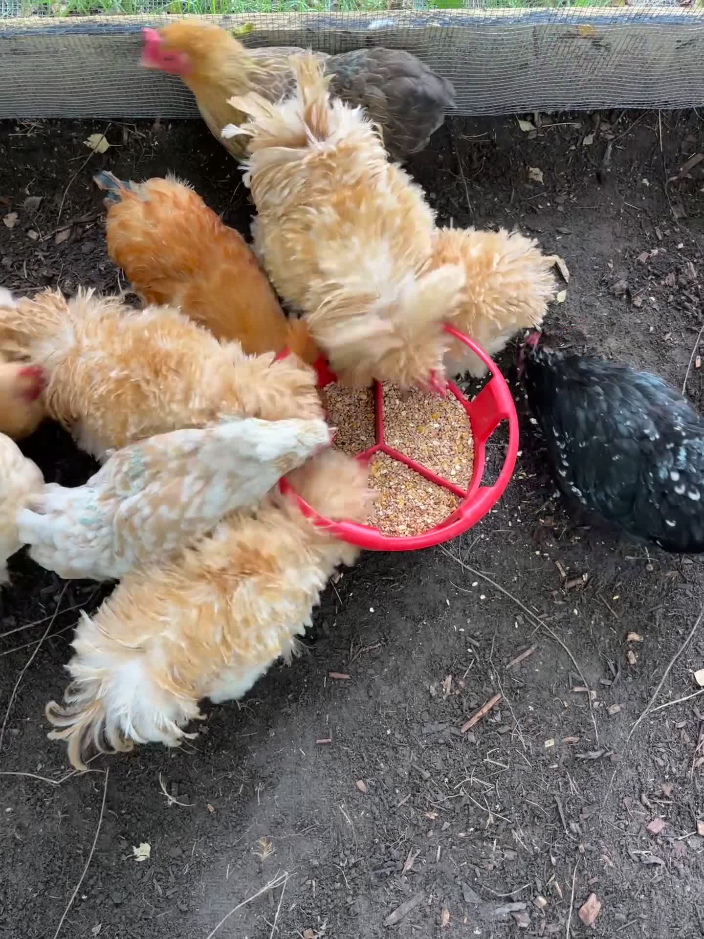Chickens poultry for sale: Bantam cockerels: free to good home  - Video 1