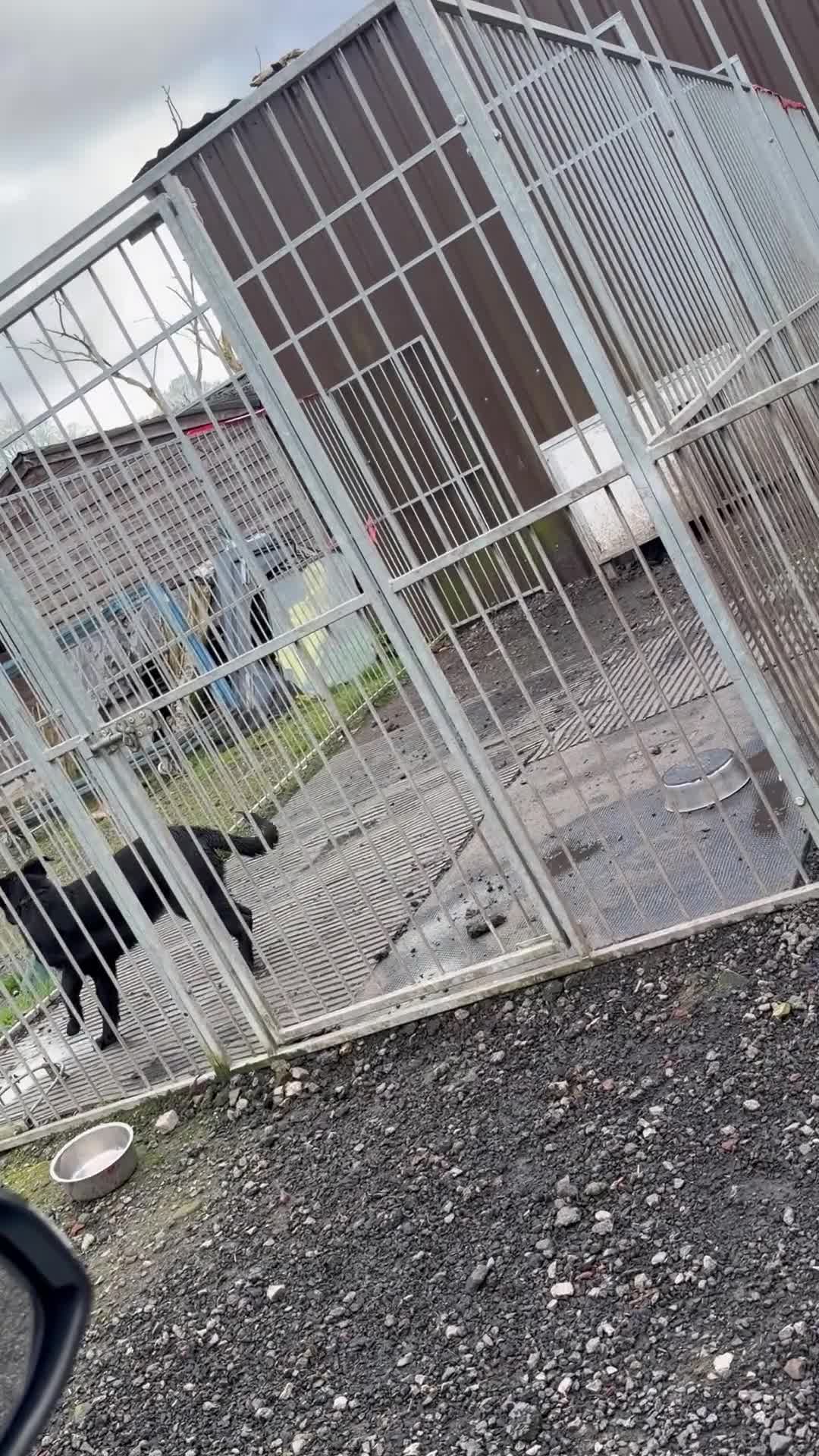 German Shepherd dogs for sale: Stunning DDR LINE KC Reg German Shepherd (Sable) in Ashton-under-Lyne - Video 2