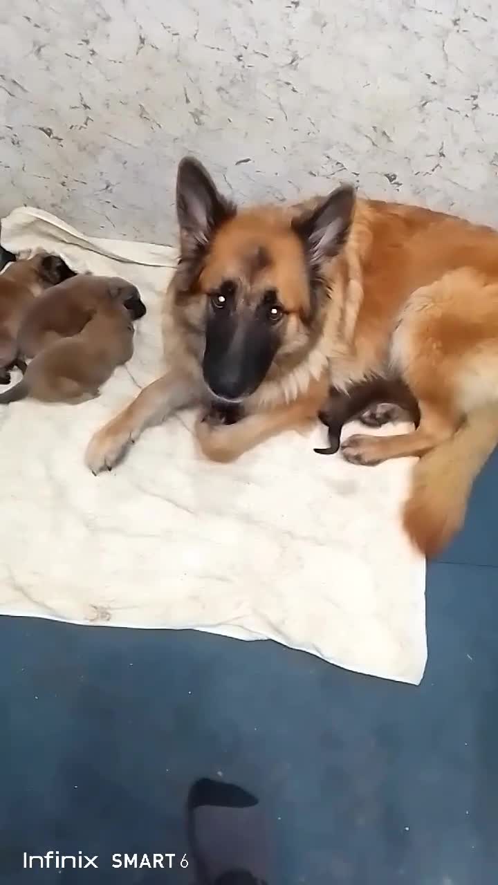 German Shepherd dogs for sale: Mercy's pups - Video 1