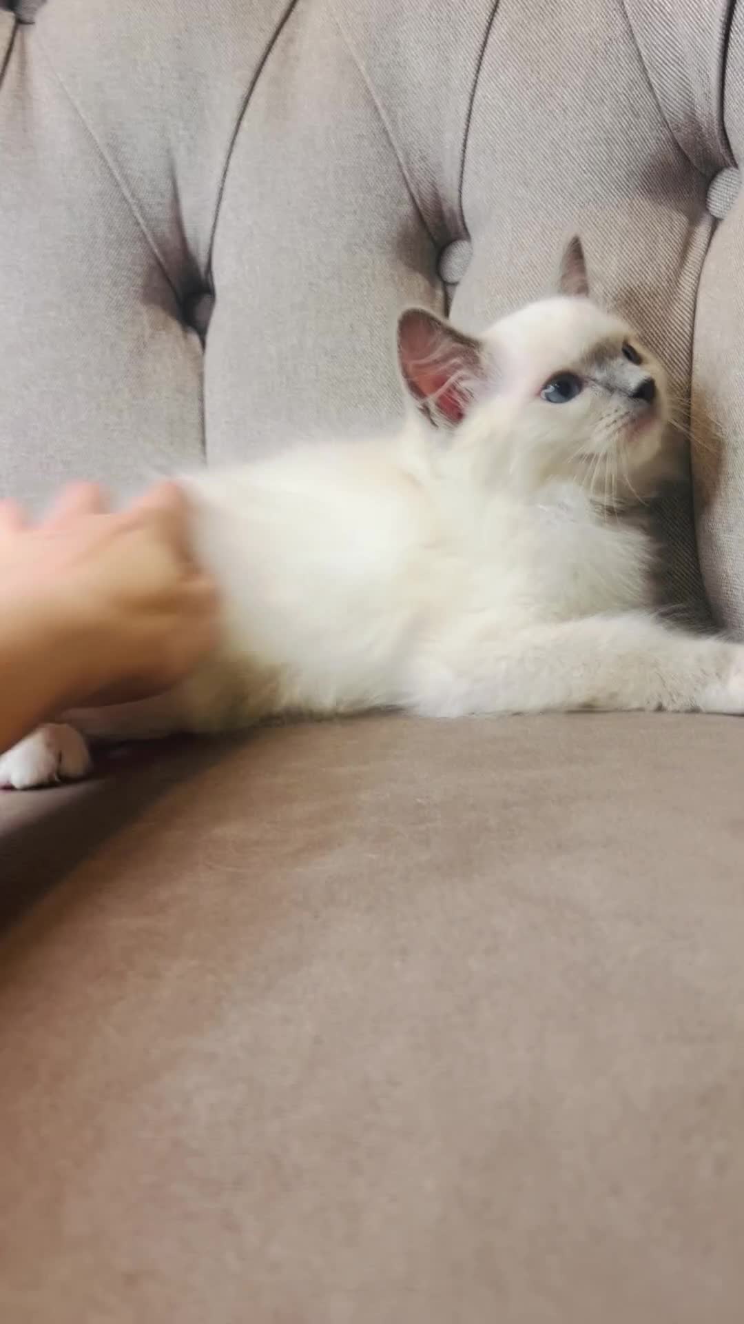 Ragdoll cats for sale: Ragdoll pure breed kittens!!! Ready to go 🏡 - Video 3
