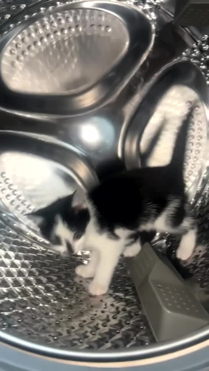 Mixed Breed cats for sale: Kittens  - Video 1