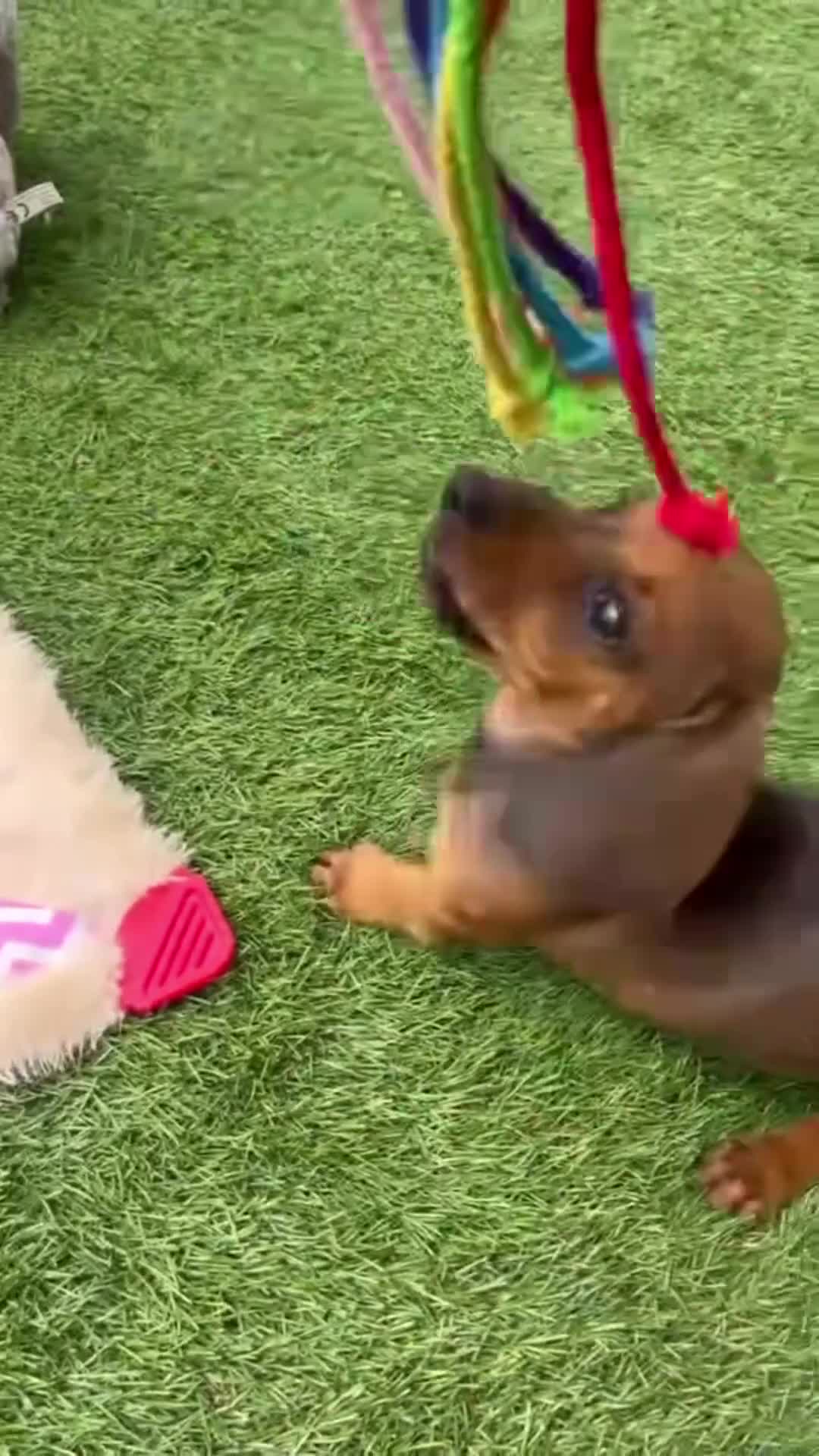 Dachshund dogs for sale: 1 gorgeous boy Available Ready to leave 🐶🏡 in Cullompton - Video 1