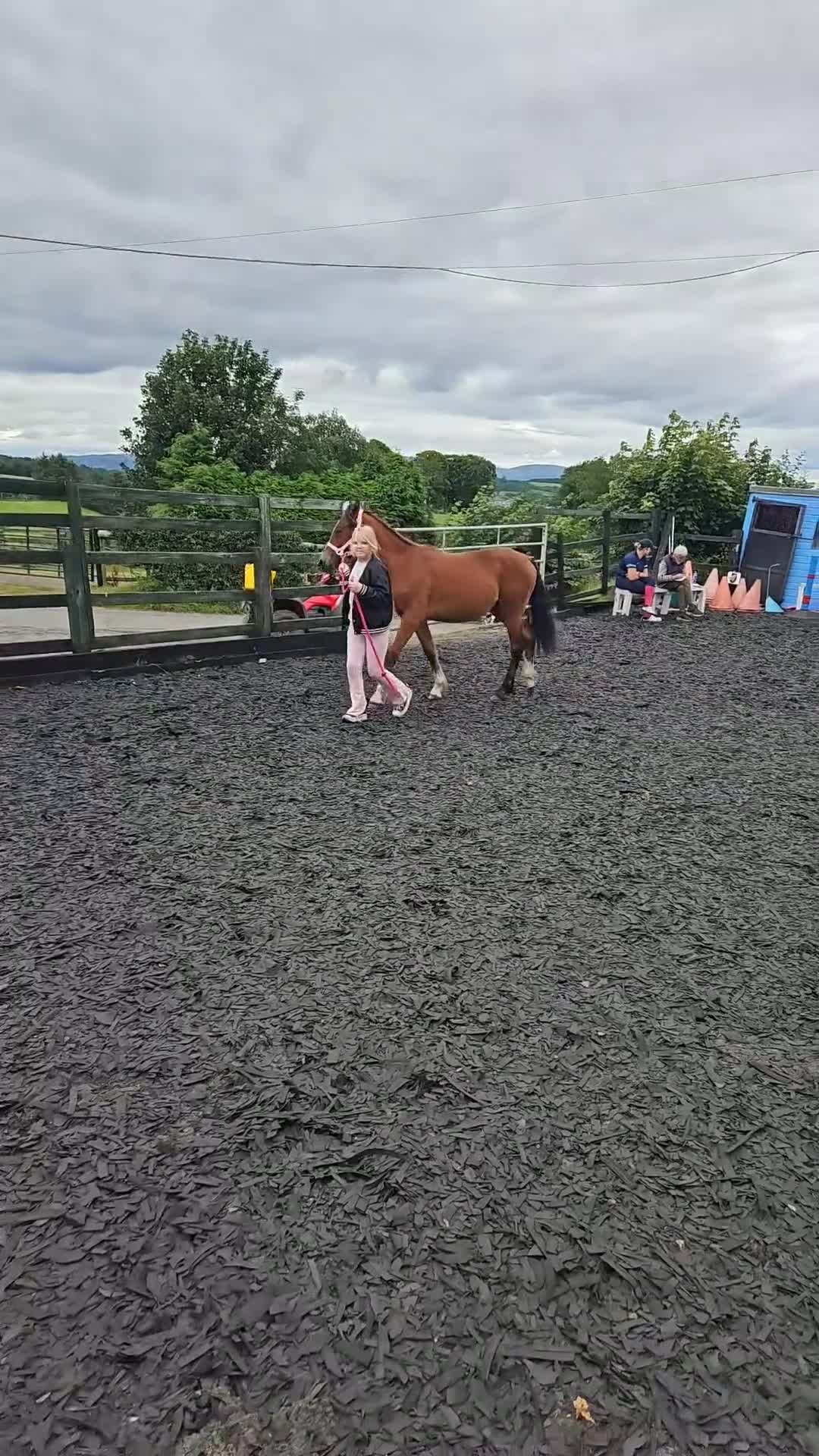 Welsh Section C horses for sale: Registered Welsh Sec c  in Bonnybridge - Video 1