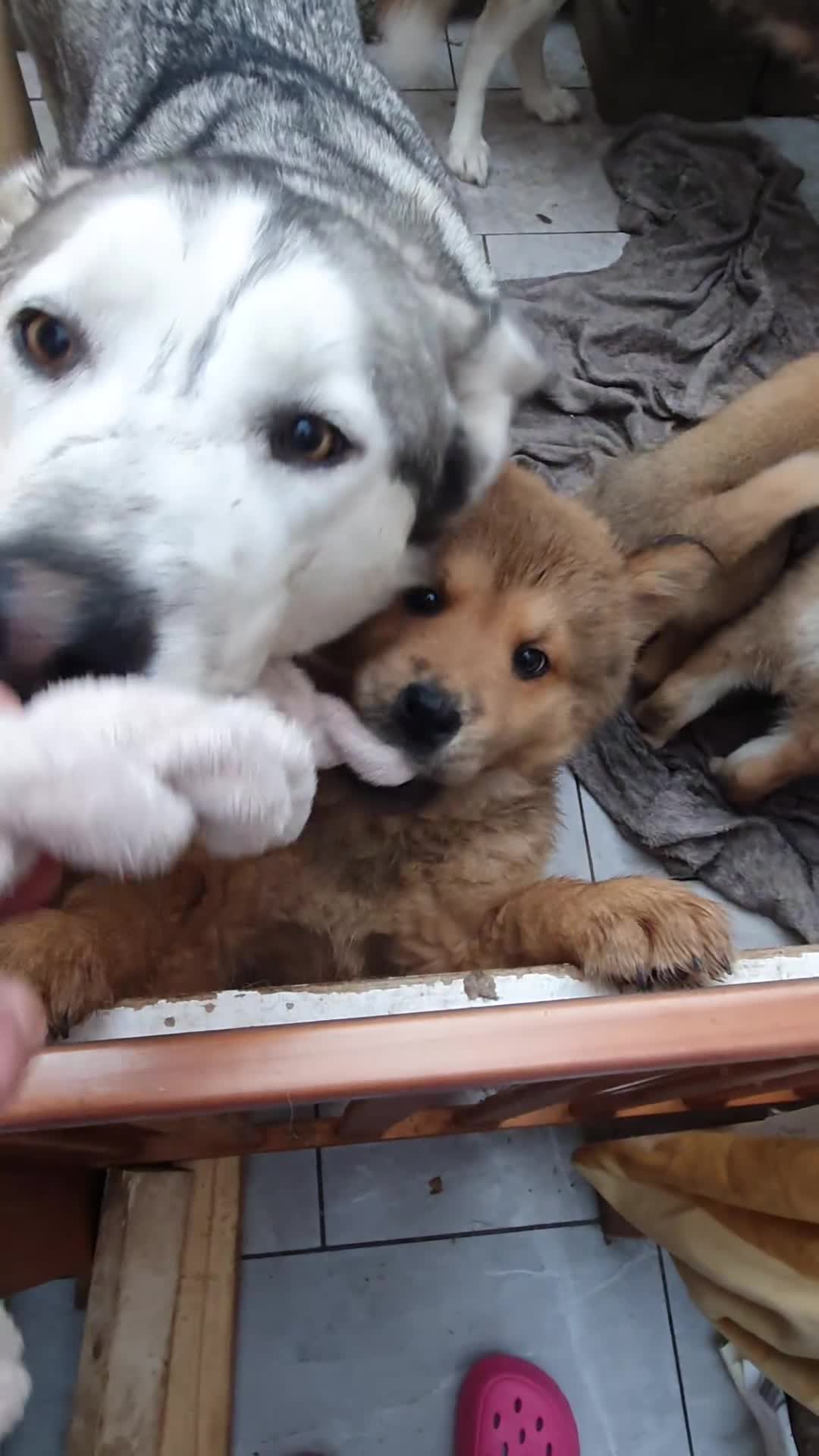Mixed Breed dogs for sale: Chowsky puppies ready to go chow x siberian husky - Video 3