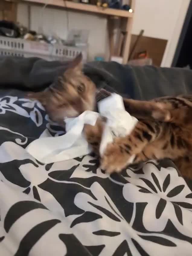 Bengal cats for sale: Beautiful, Loving Bengal Looking for a New Home - Video 1