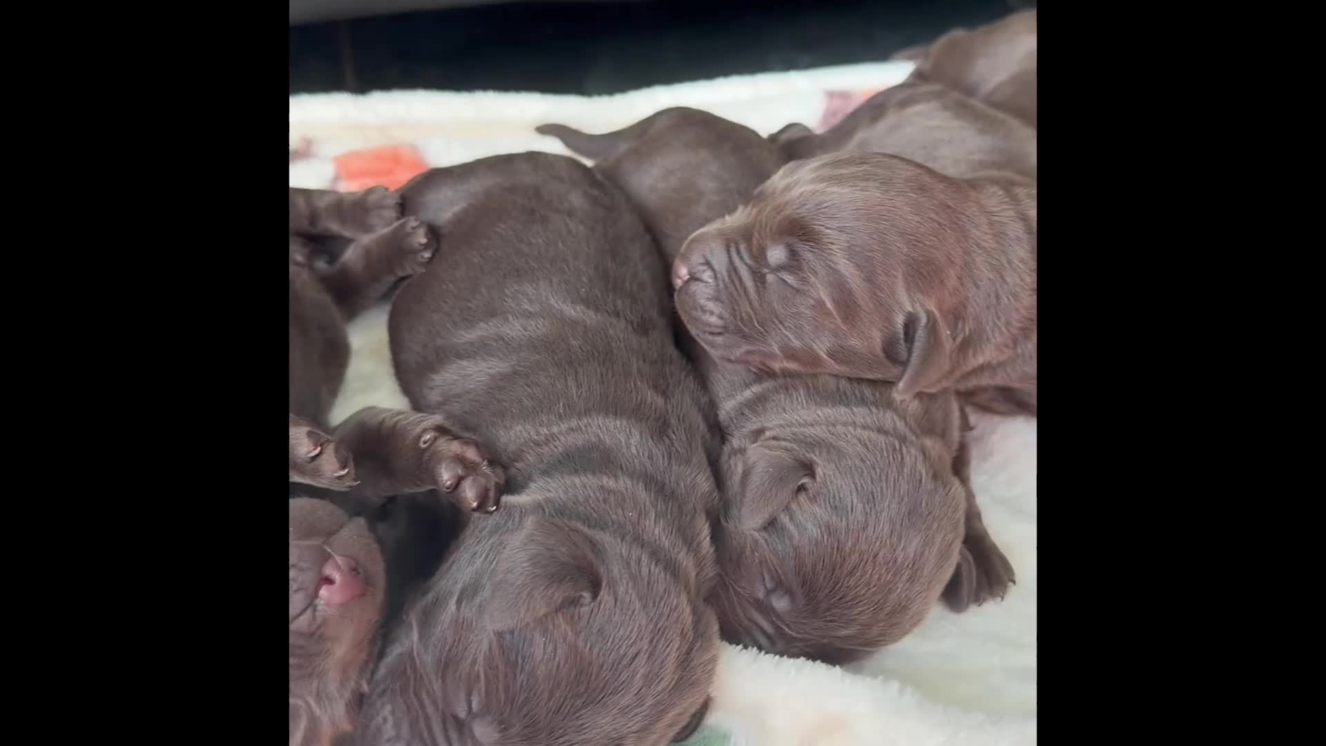 Labrador Retriever dogs for sale: Wonderful KC Chocolate Labrador Pups for Sale - Video 1