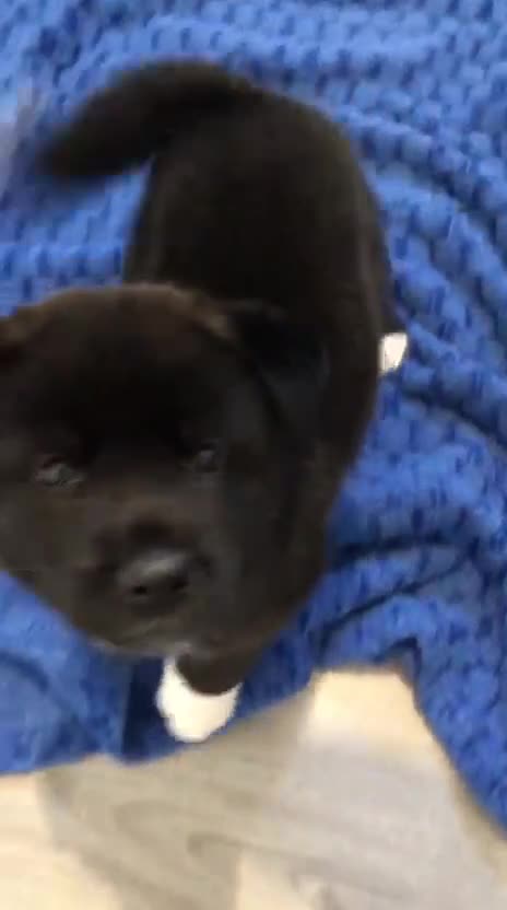 Akita dogs for sale: Gorgeous Full American Akita Pups - Video 4