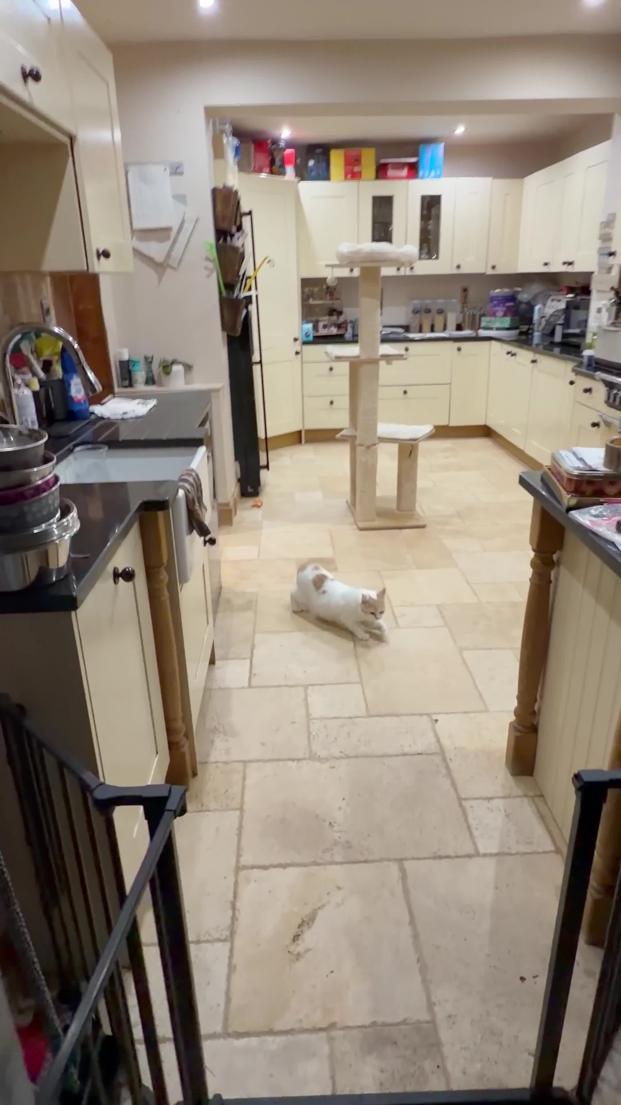 British Shorthair cats for sale: READY NOW - REGISTERED FULL PEDIGREE BSH - Video 1