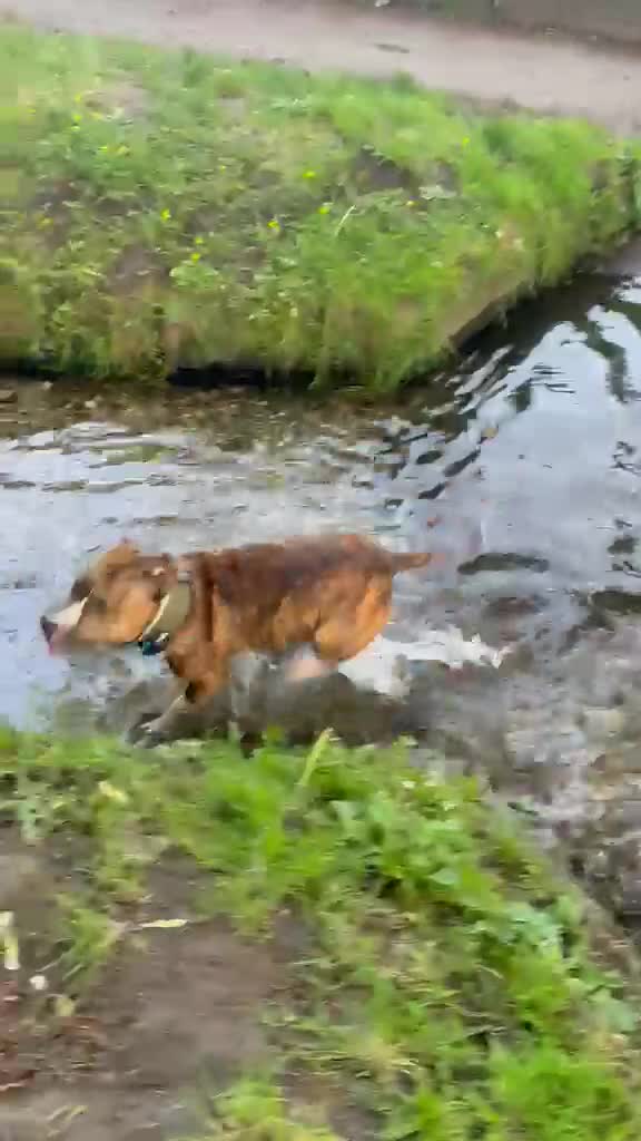 Staffordshire Bull Terrier dogs for stud: 2 Year old Male Staffordshire bull terrier stud - Video 1