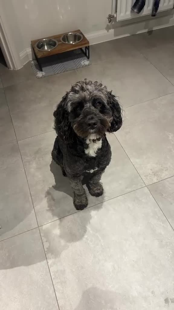 Cockapoo dogs for stud: Cockapoo for stud - Video 1