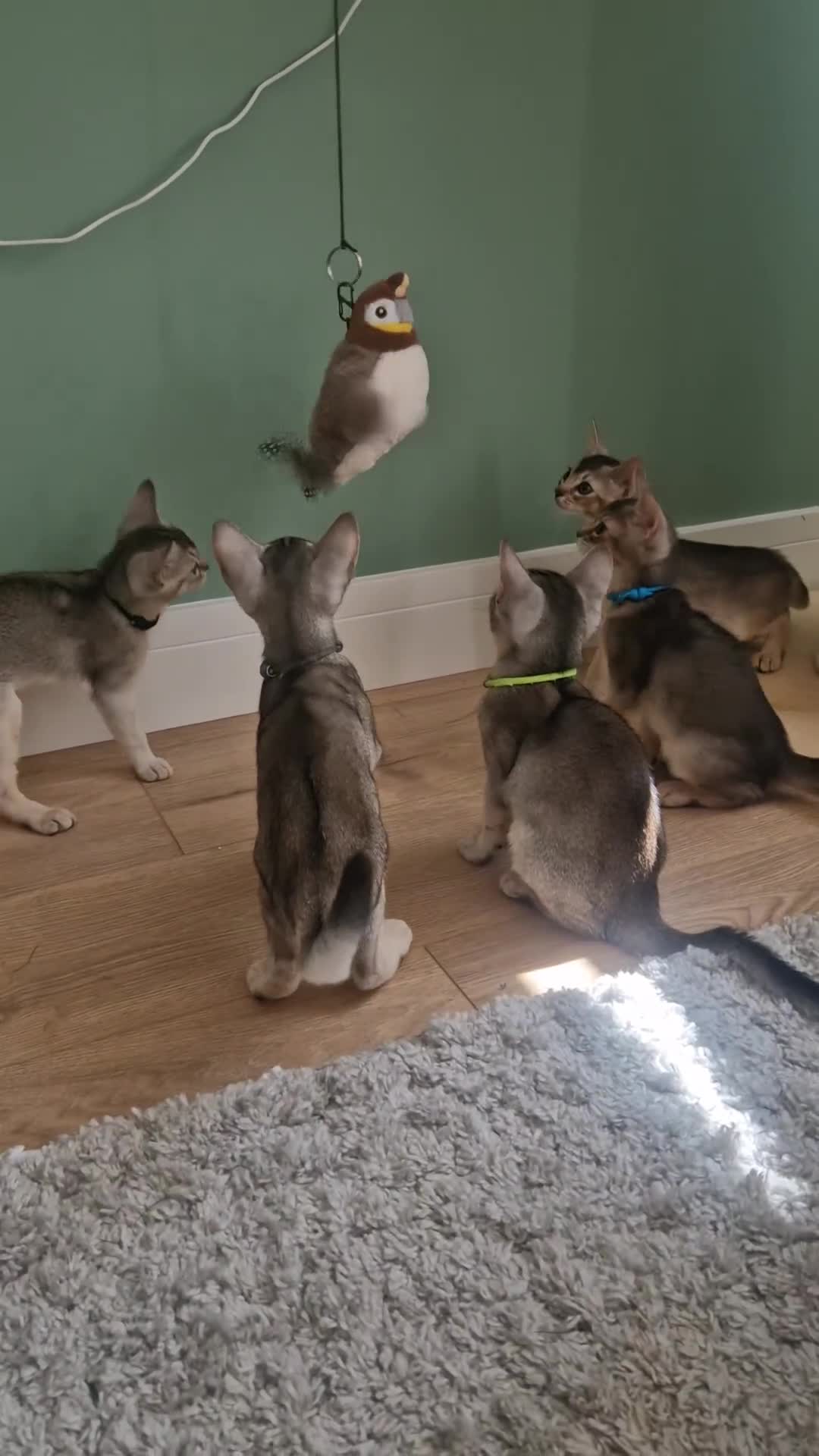 Abyssinian cats for sale: SILVER Abyssinian kittens - Video 1