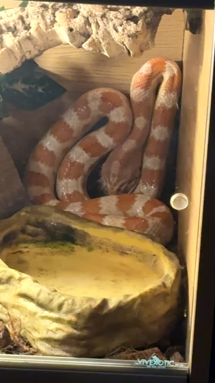 Corn Snake reptiles for sale: Female corn snake  - Video 2