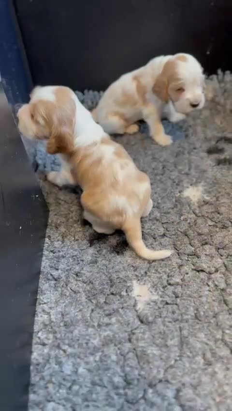Cocker Spaniel dogs for sale: Golden Roan Full Health Tests Showline KC Reg Pups - Video 2
