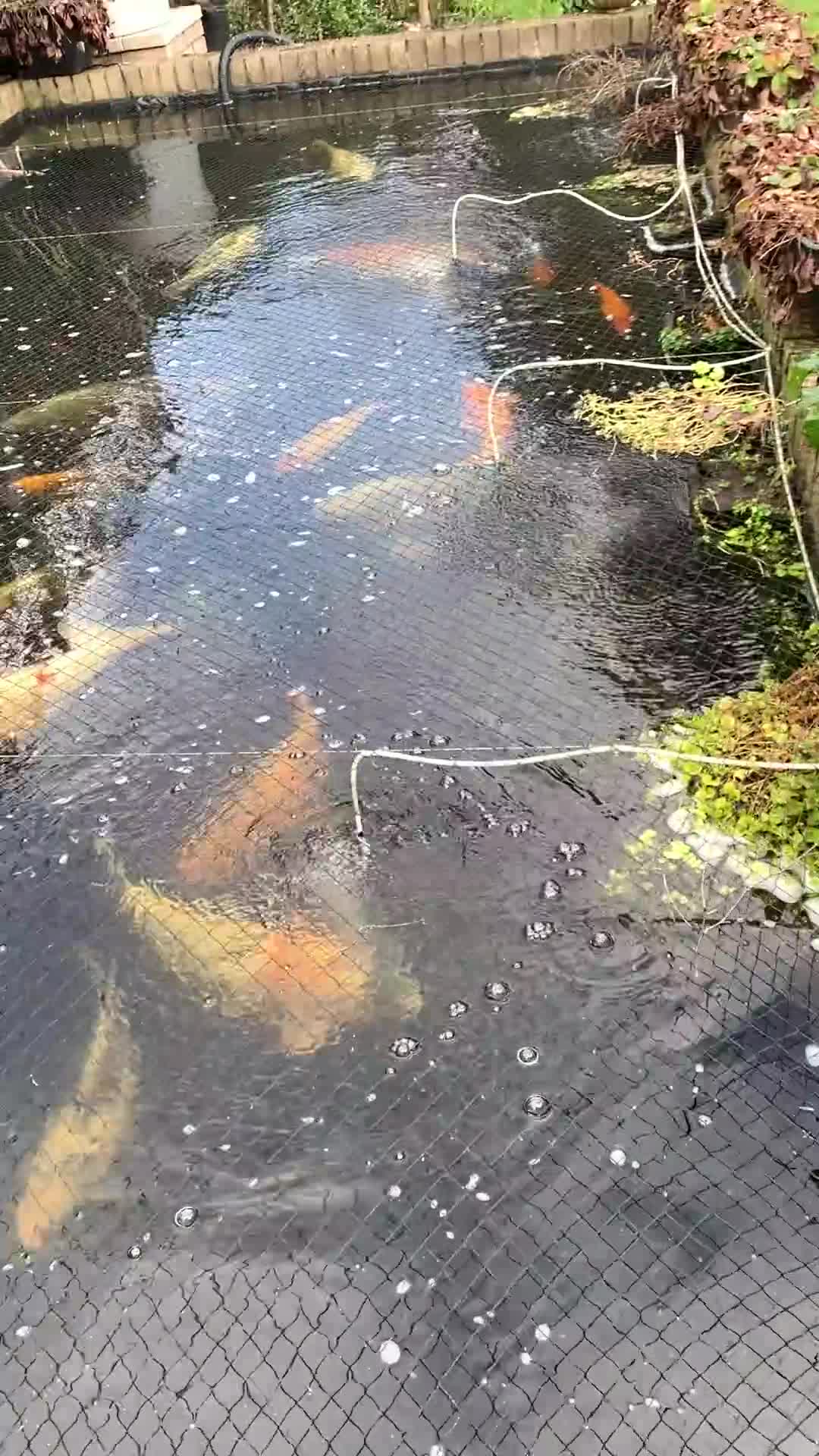Koi Carp fish for sale: mixed mature koi carp in Kidderminster - Video 1