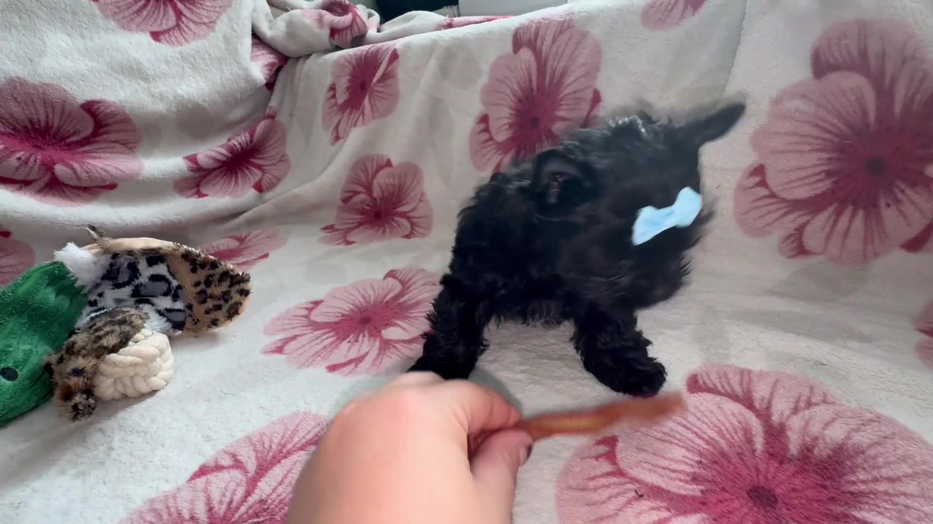 Yorkshire Terrier dogs for sale: 5 ⭐️ Pedigree Unique Puppies for Sale - Video 1
