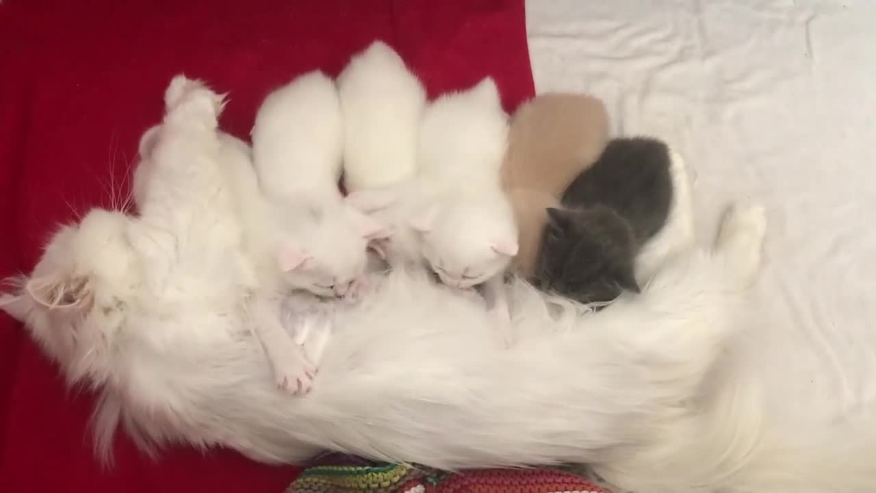 Persian cats for sale: Gorgeous Persian Cross Kittens  - Video 5