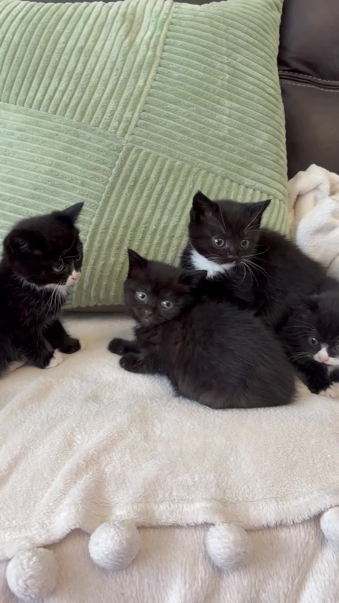 British Shorthair cats for sale: British Shorthair Kittens  - Video 1