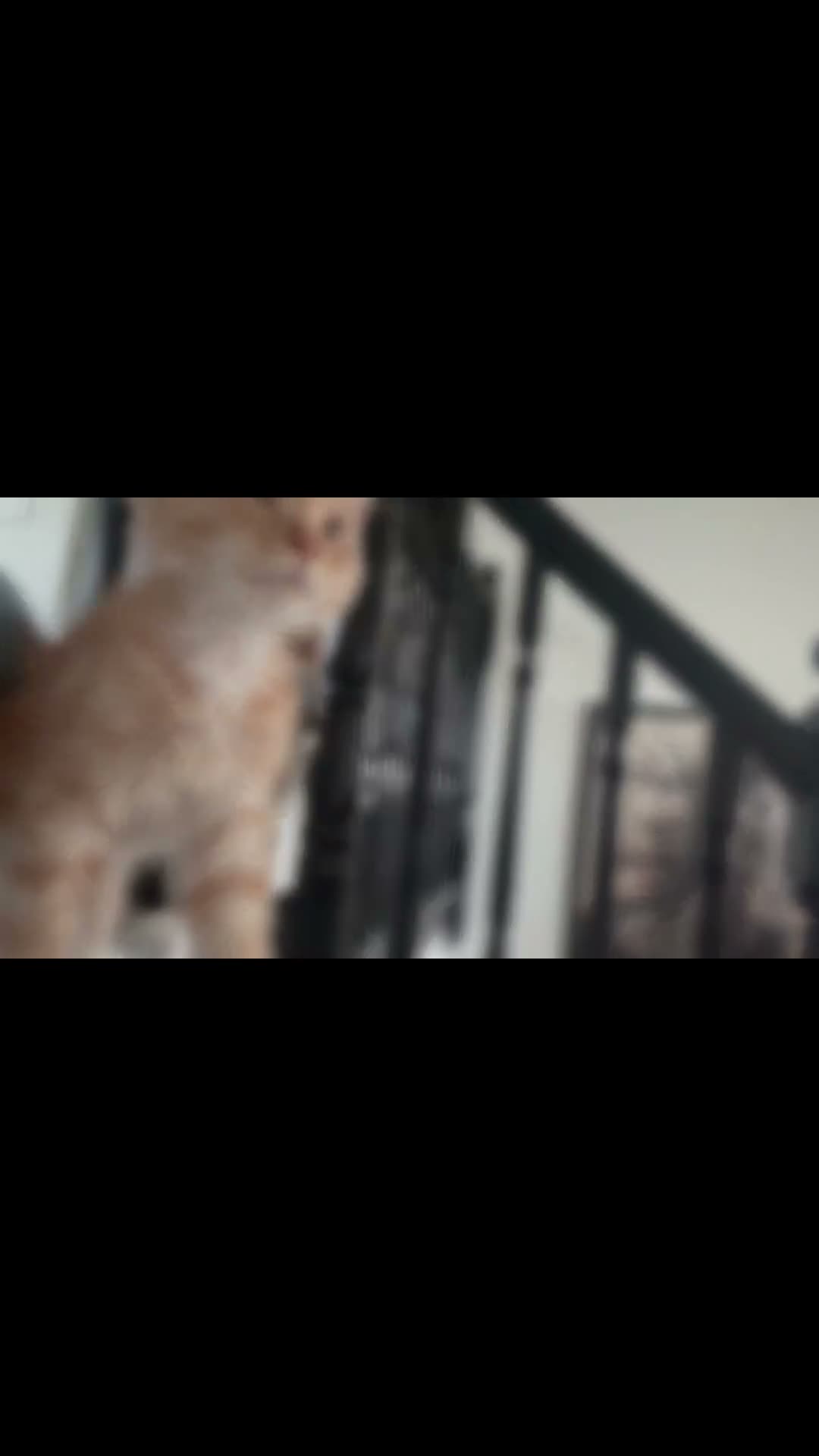 Maine Coon cats for sale: 🐾 Tica registered Maine coon kittens  - Video 1