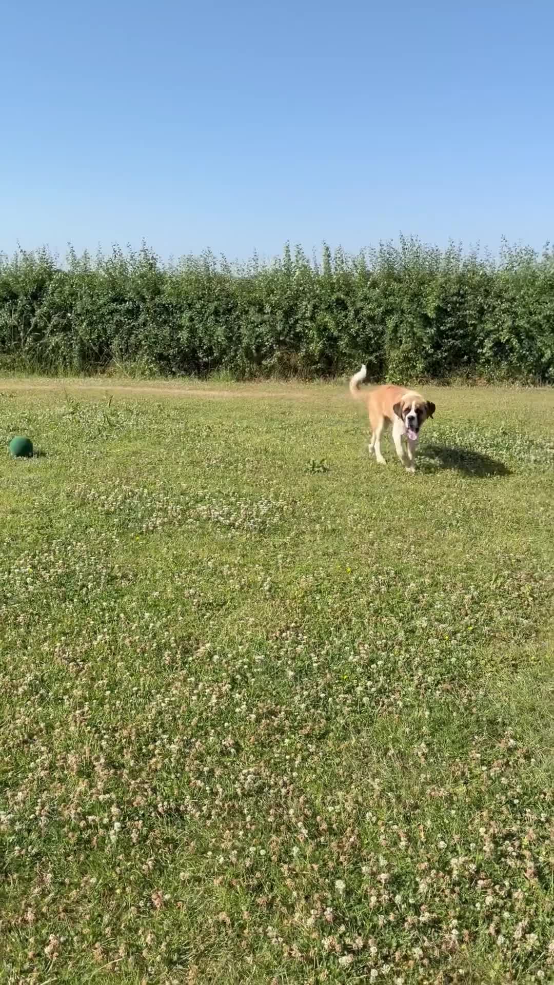 Saint Bernard dogs for sale: St Bernard (male)  - Video 1