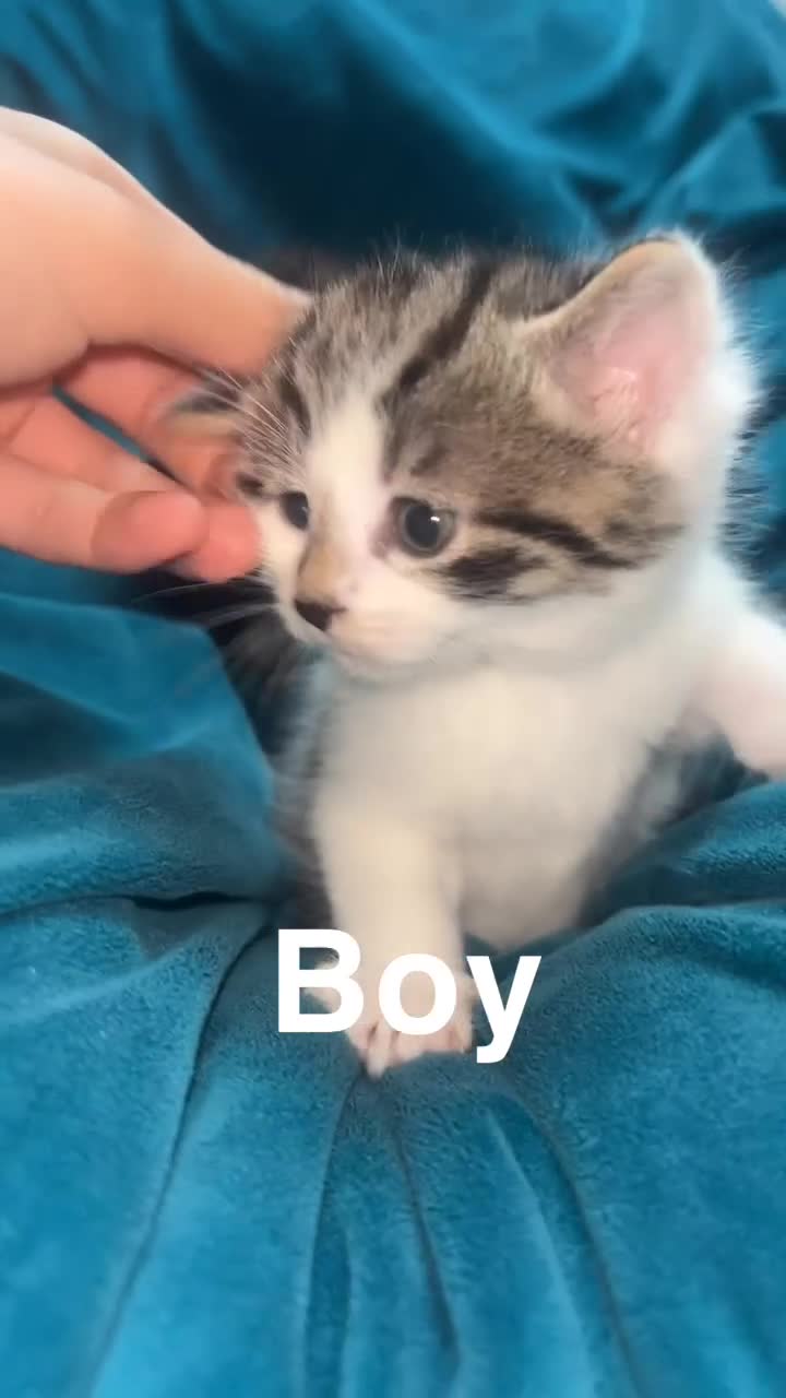 Mixed Breed cats for sale: 5 gorgeous kittens for reservation  - Video 2