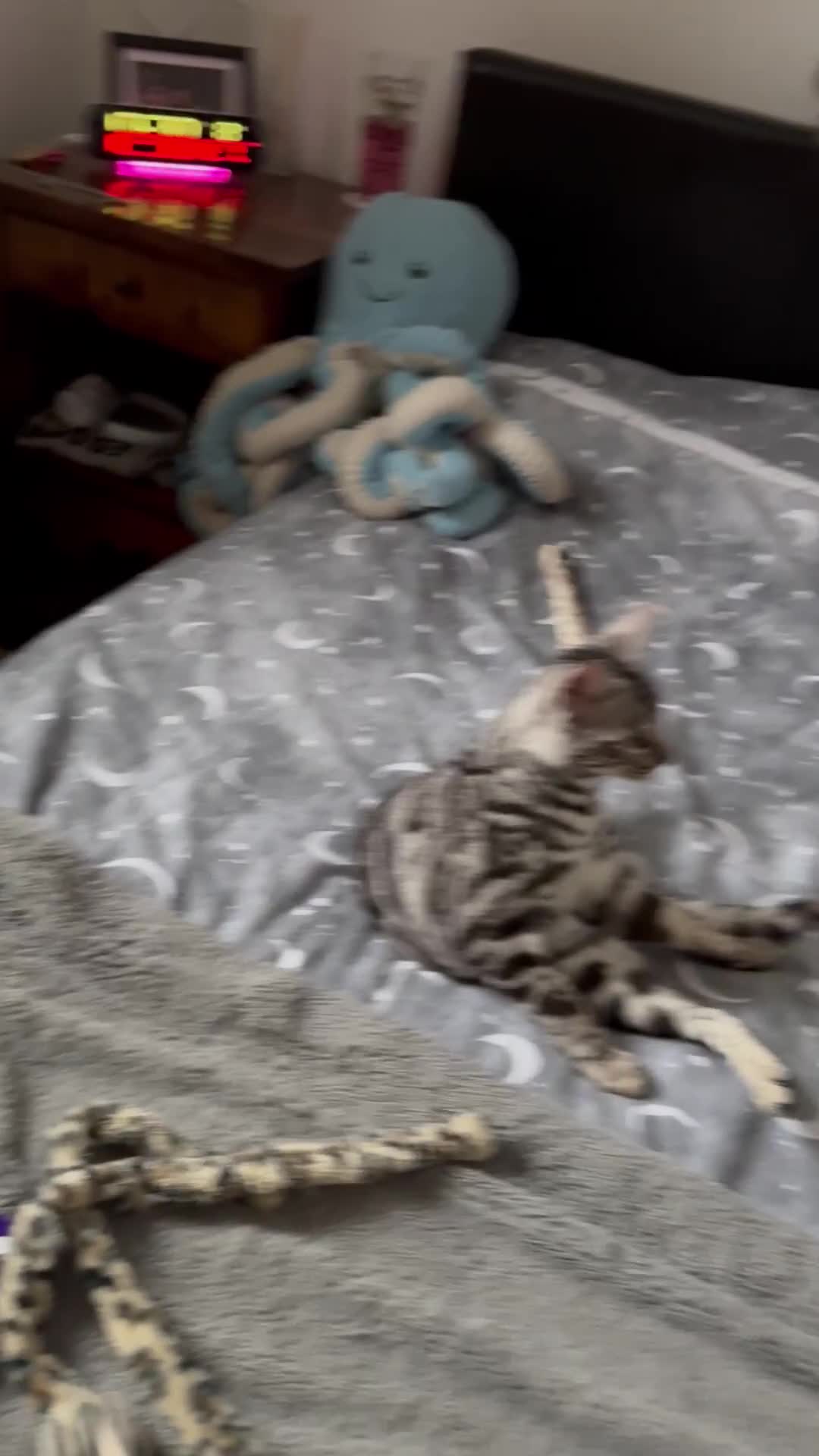 Bengal cats for sale: Silver rosetted Bengal🐆❤️ - Video 1