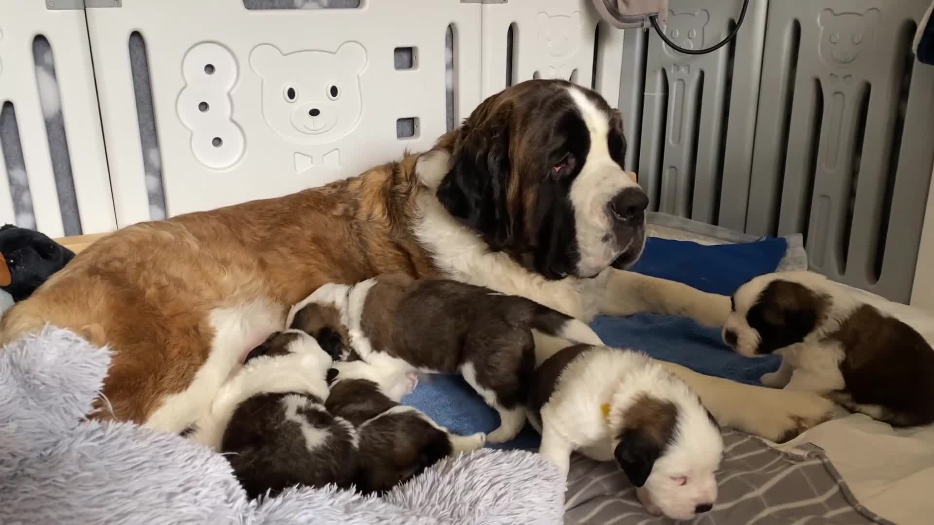 Saint Bernard dogs for sale: Gorgeous Saint Bernard puppies looking for homes - Video 2
